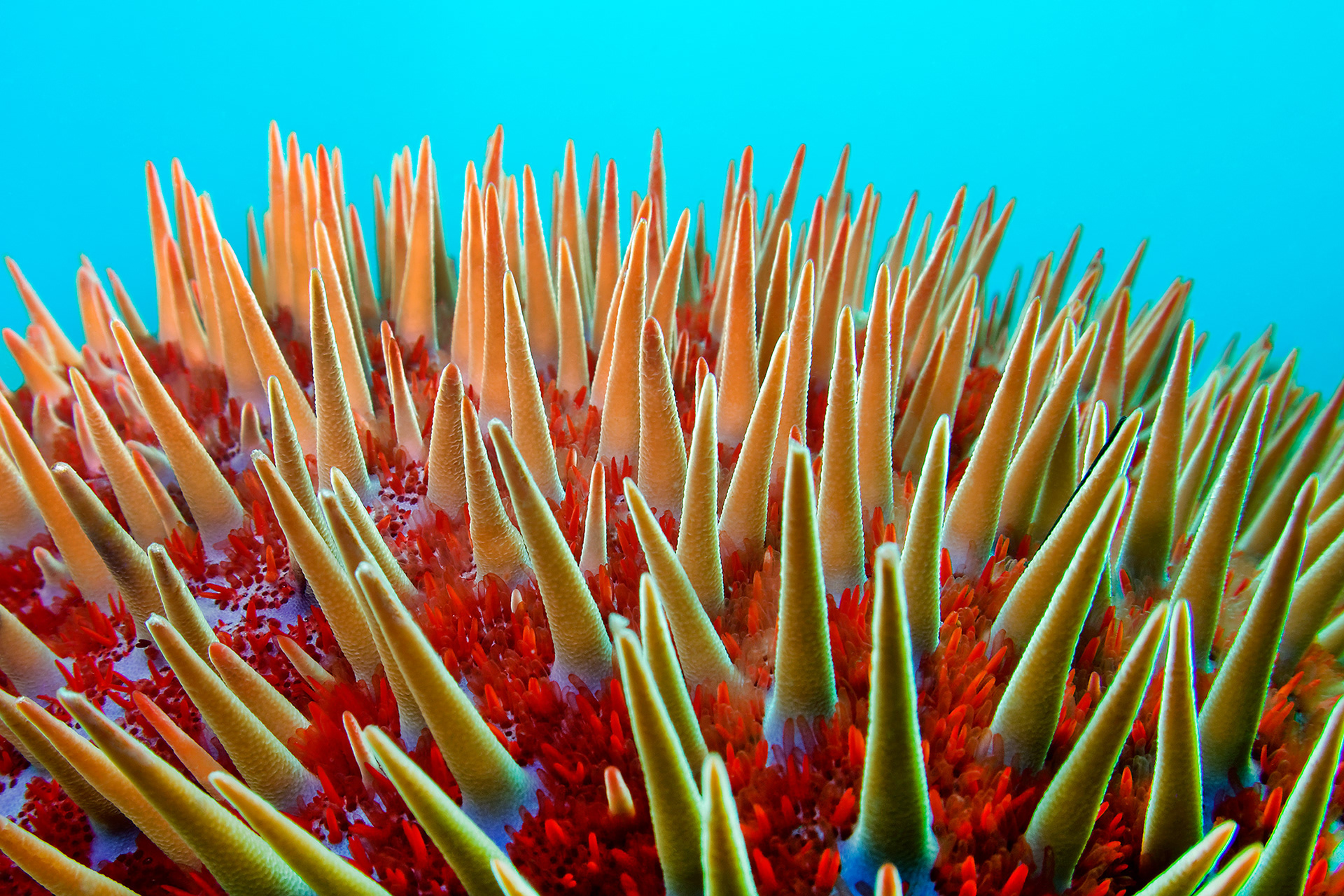 Crown of thorns starfish - Acanthaster planci