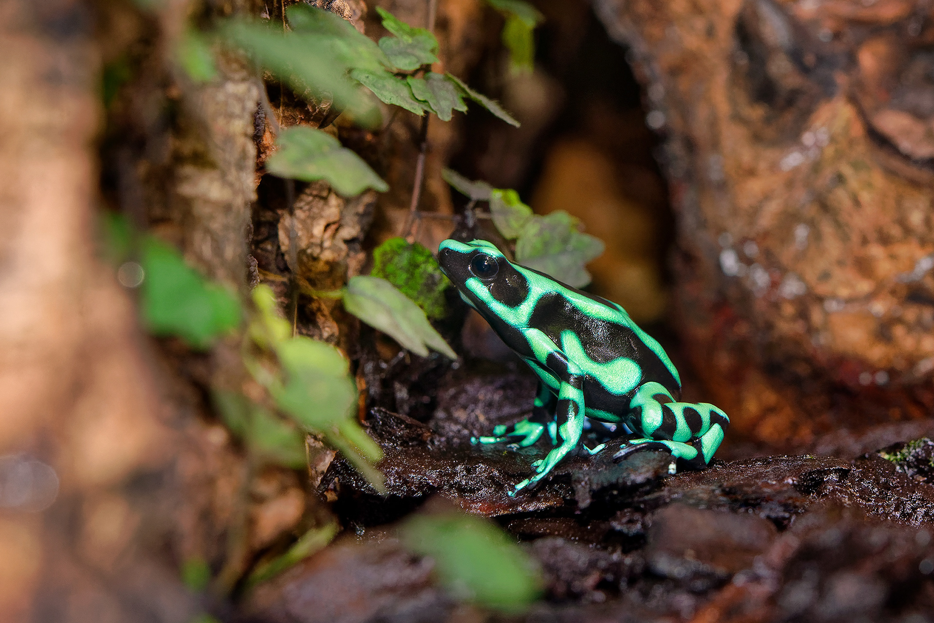 Green-and-black poison dart frog - Dendrobates auratus