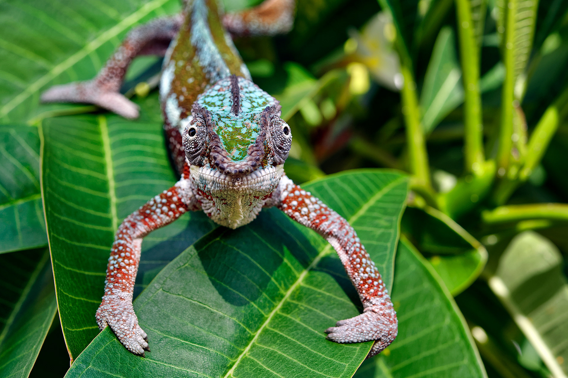 Panther chameleon - Furcifer pardalis