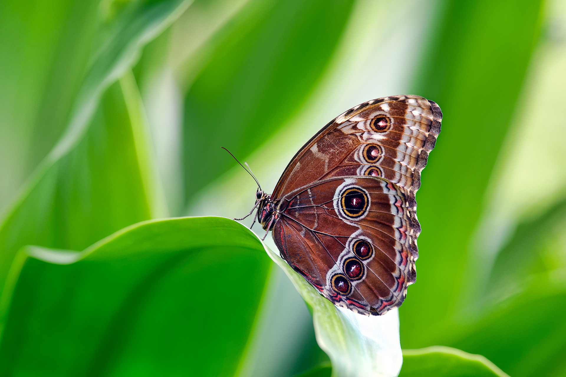 Peleides Blue Morpho Butterfly (underside) - Morpho peleides