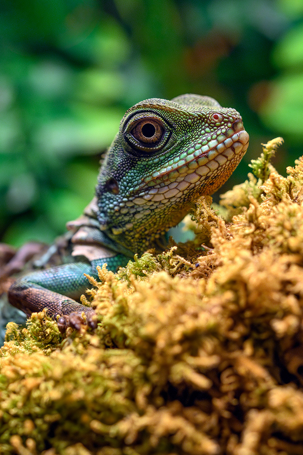Chinese water dragon (juvenile) - Physignathus cocincinus