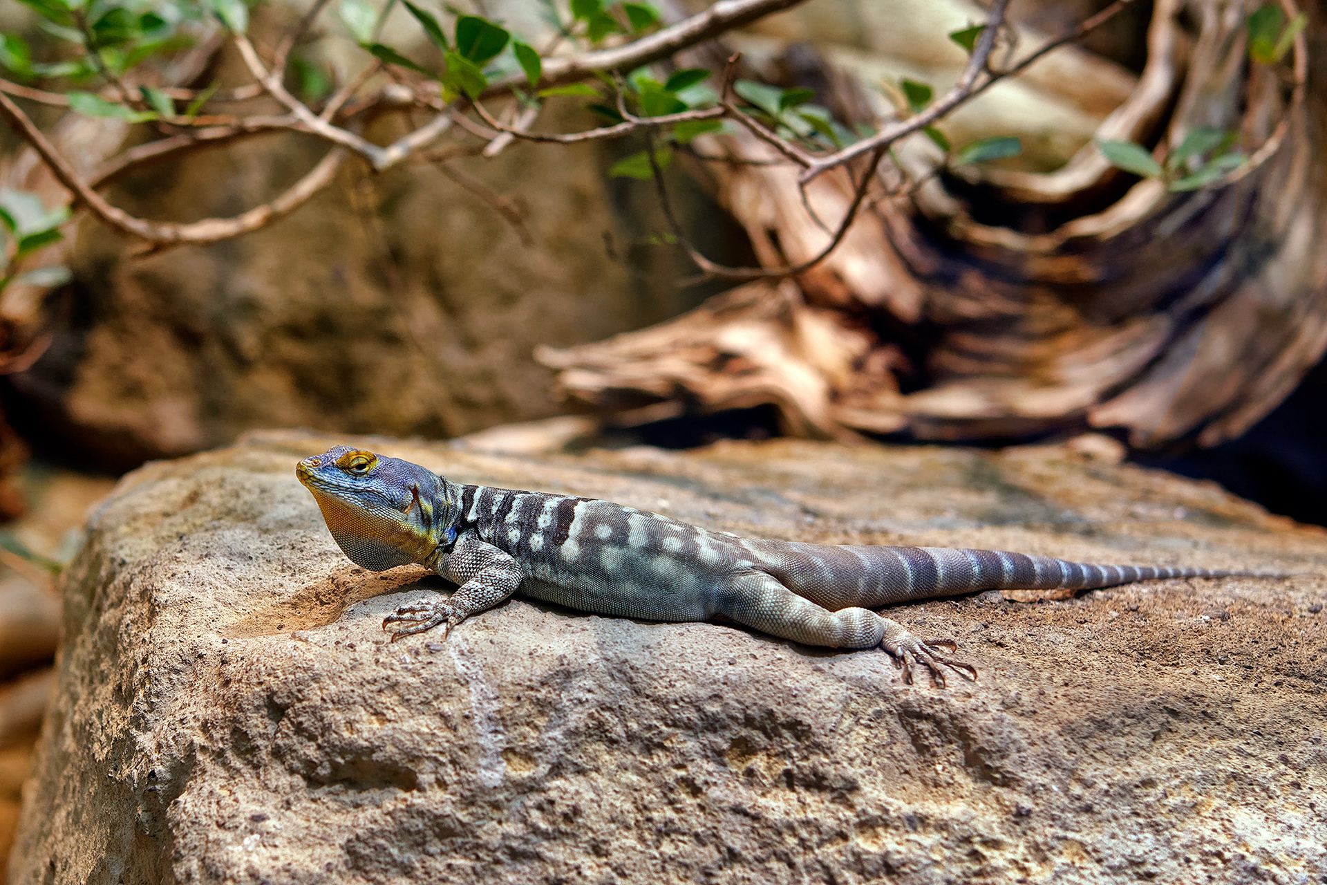 Baja blue rock lizard - Petrosaurus thalassinus