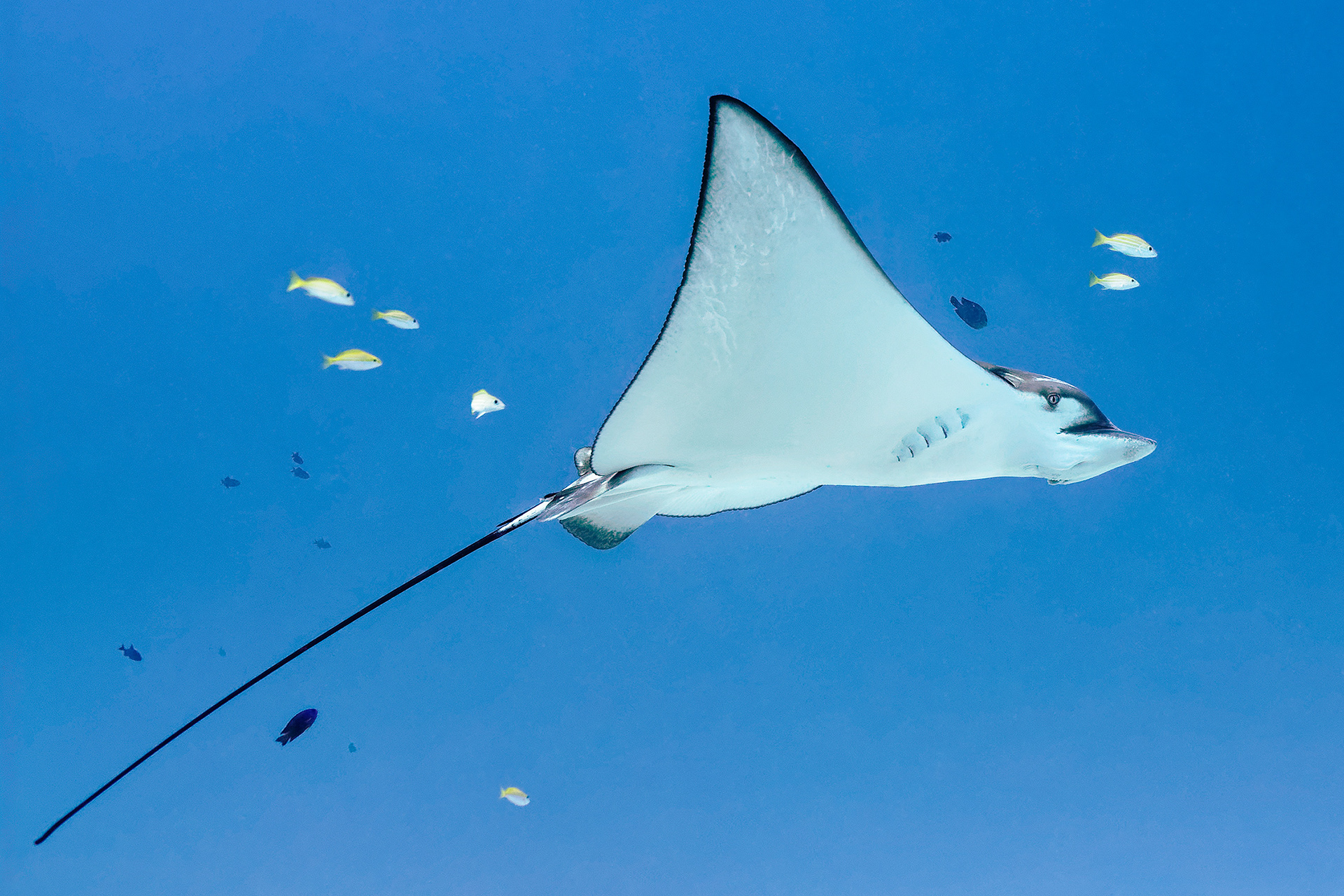 Spotted eagle ray - Aetobatus narinari