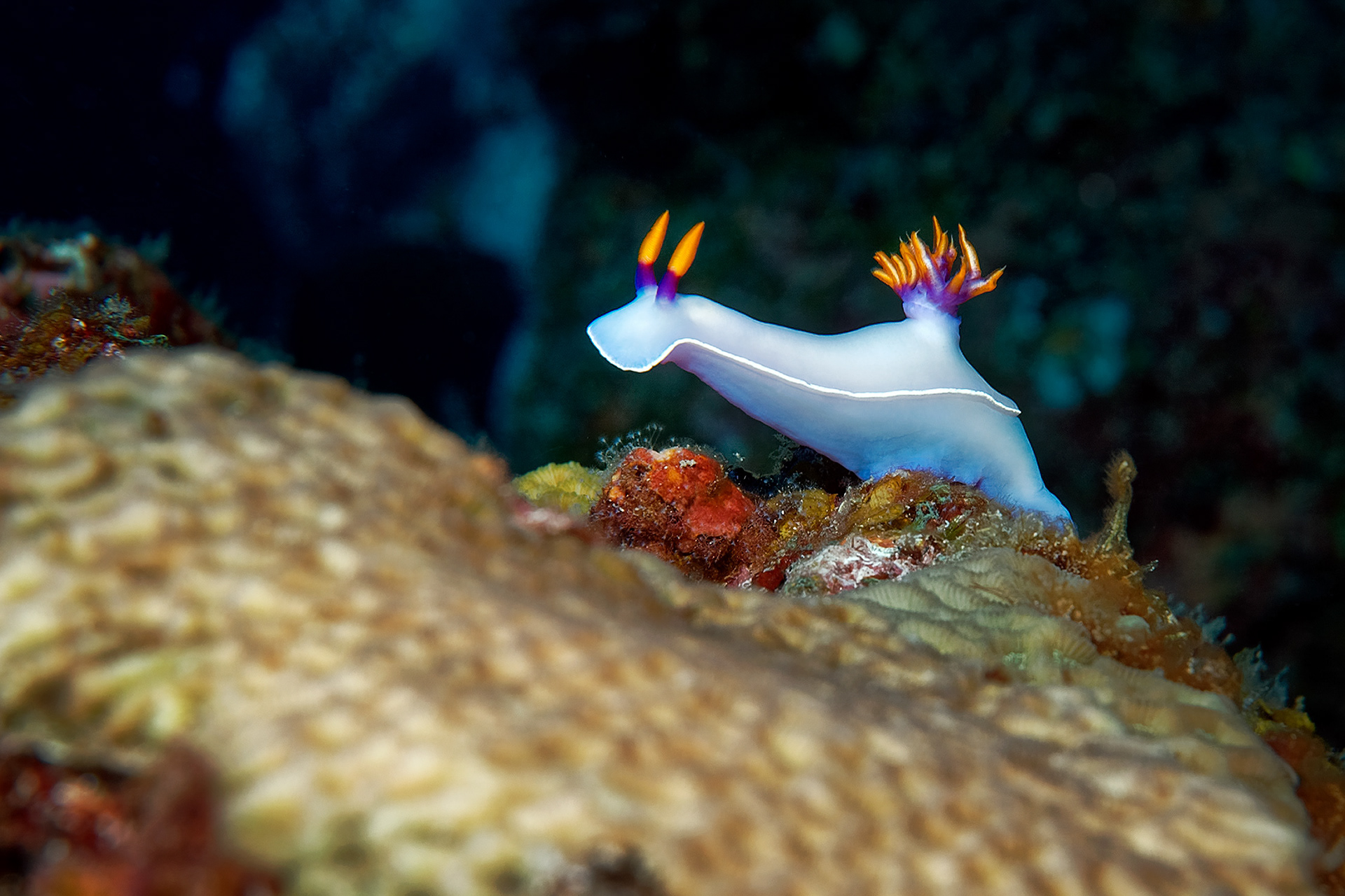 Dorid nudibranch - Hypselodoris bullockii