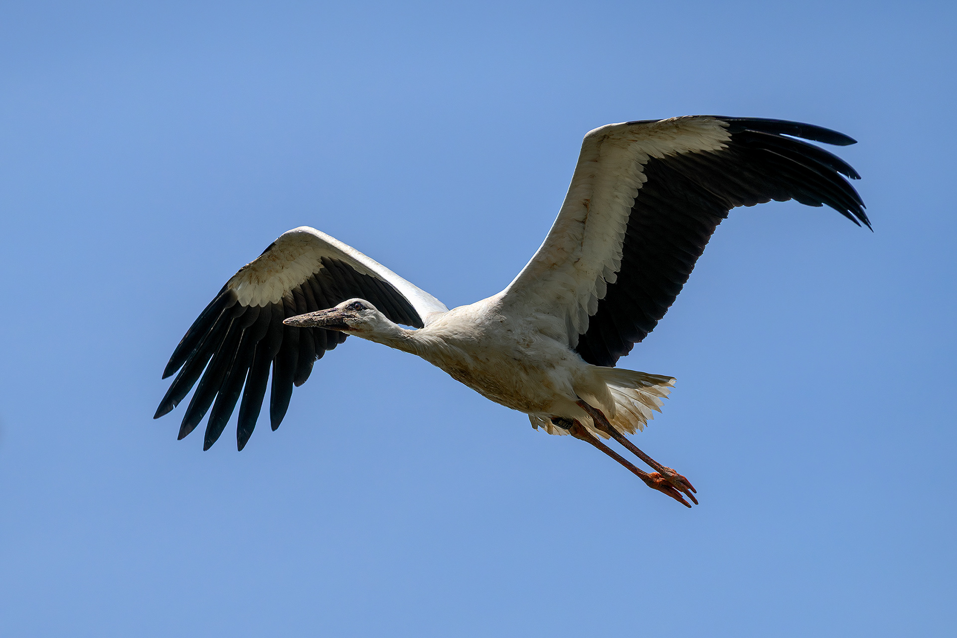 White stork - Ciconia ciconia