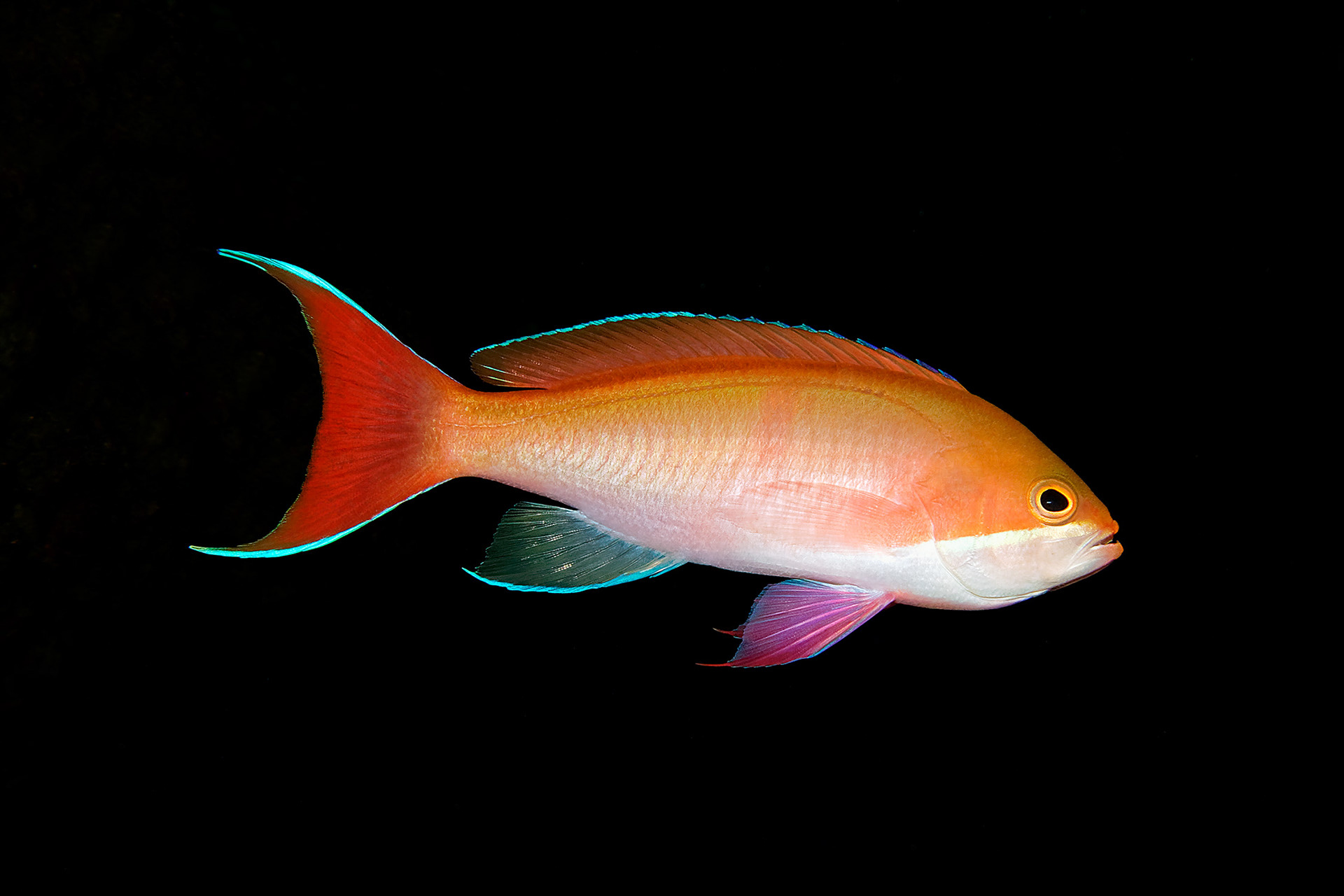 Red-bar anthias (female) - Pseudanthias cooperi