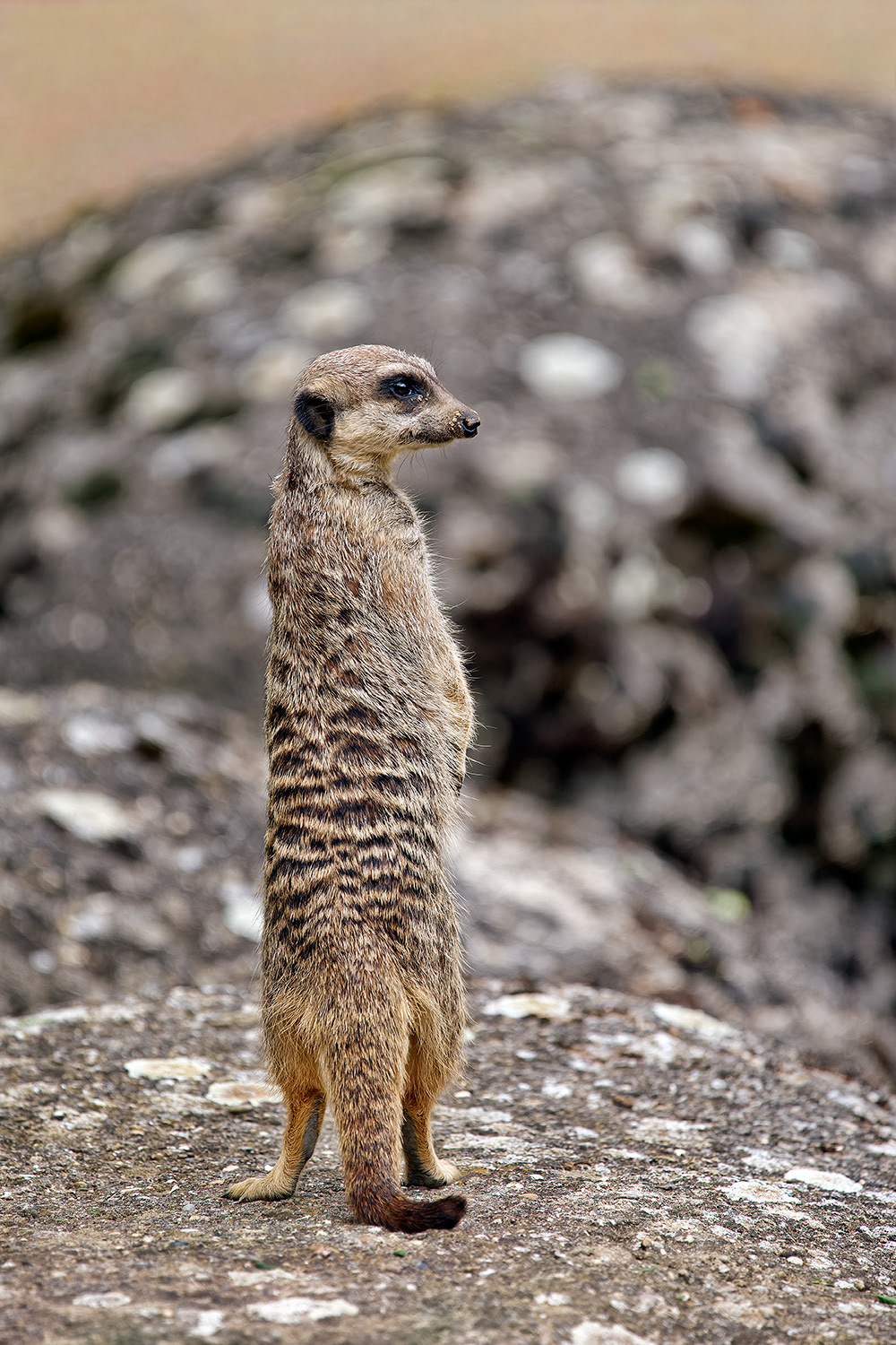 Meerkat / Suricate - Suricata suricatta
