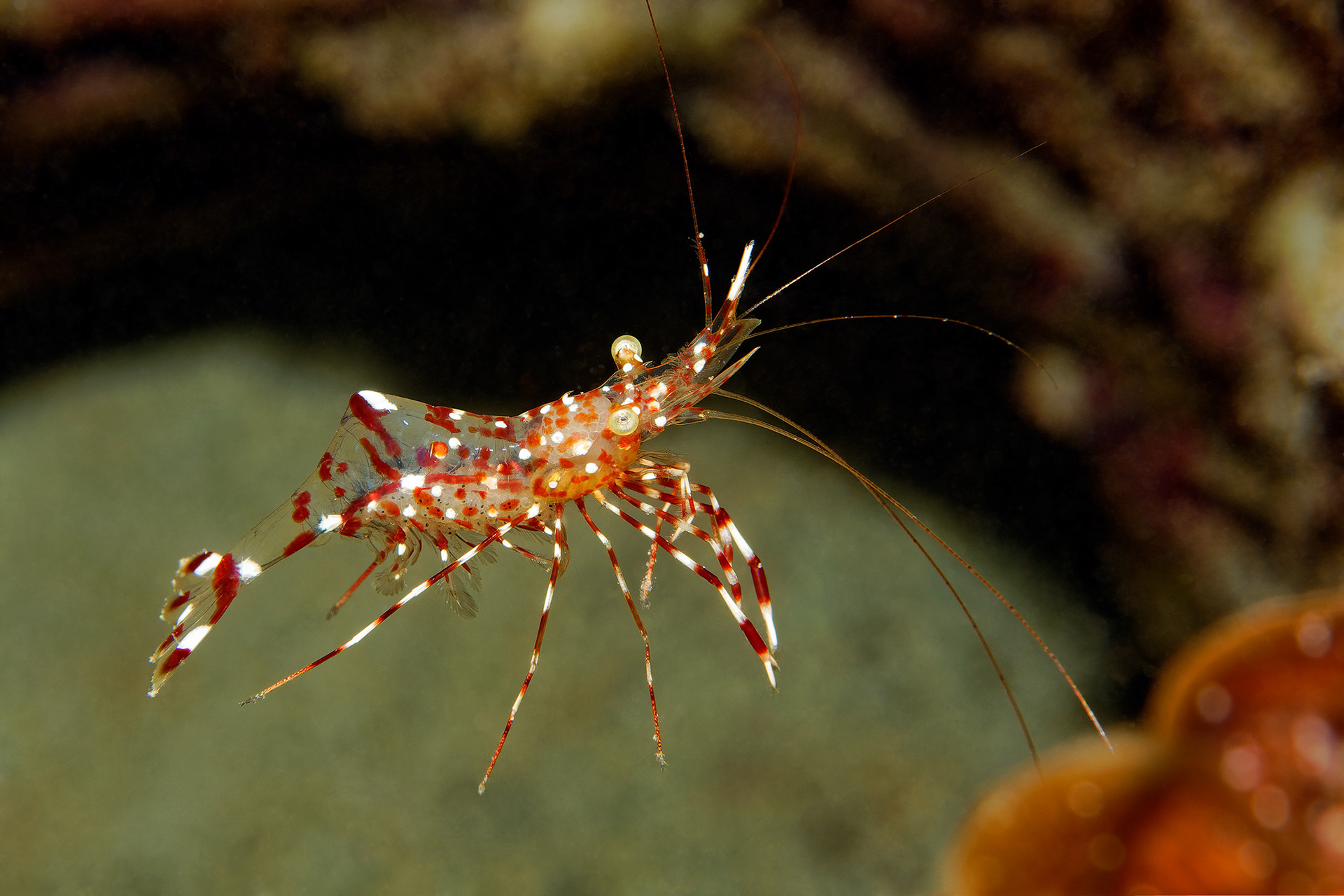 White spotted red shrimp  (Unknown scientific name)
