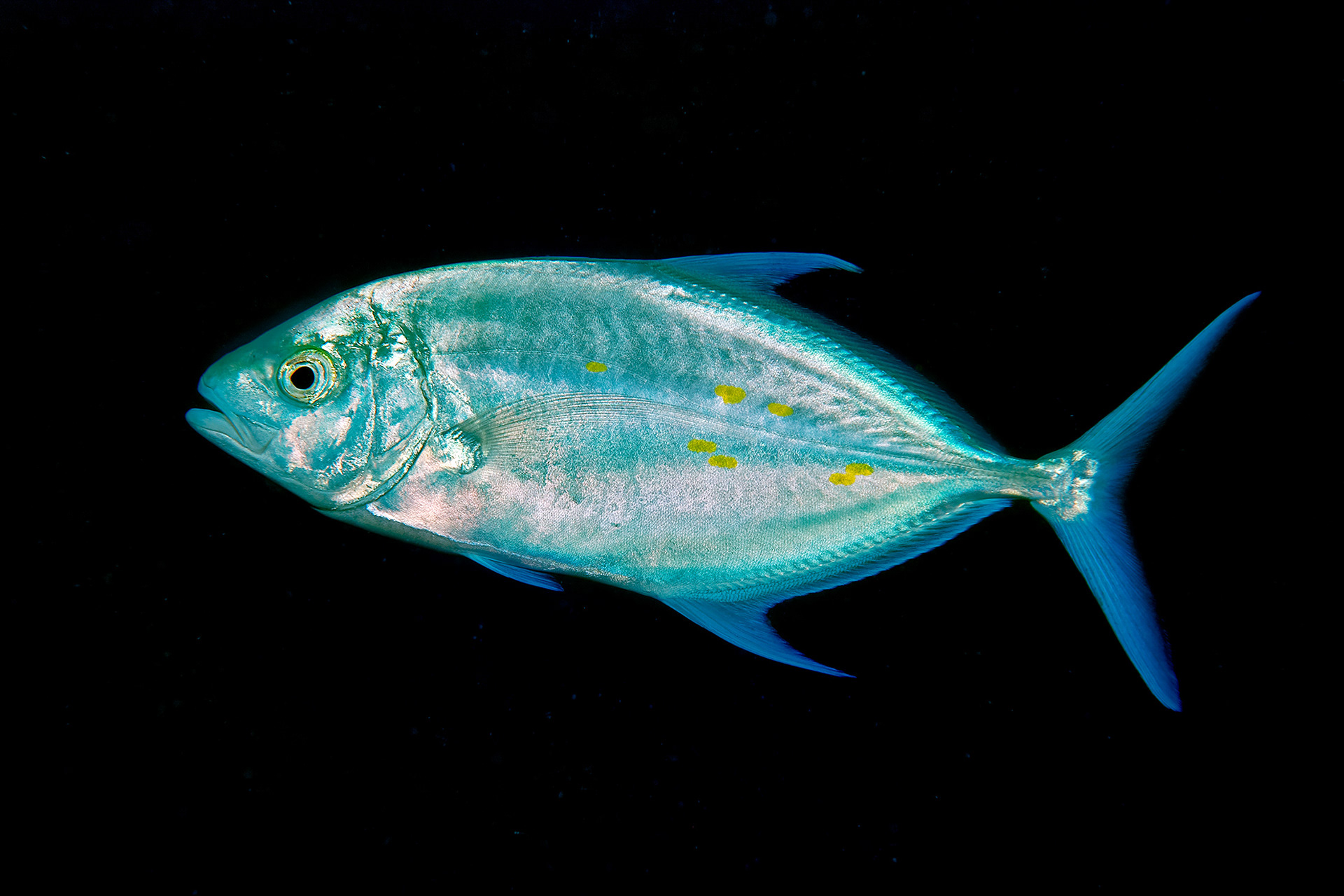 Thicklip trevally - Carangoides orthogrammus