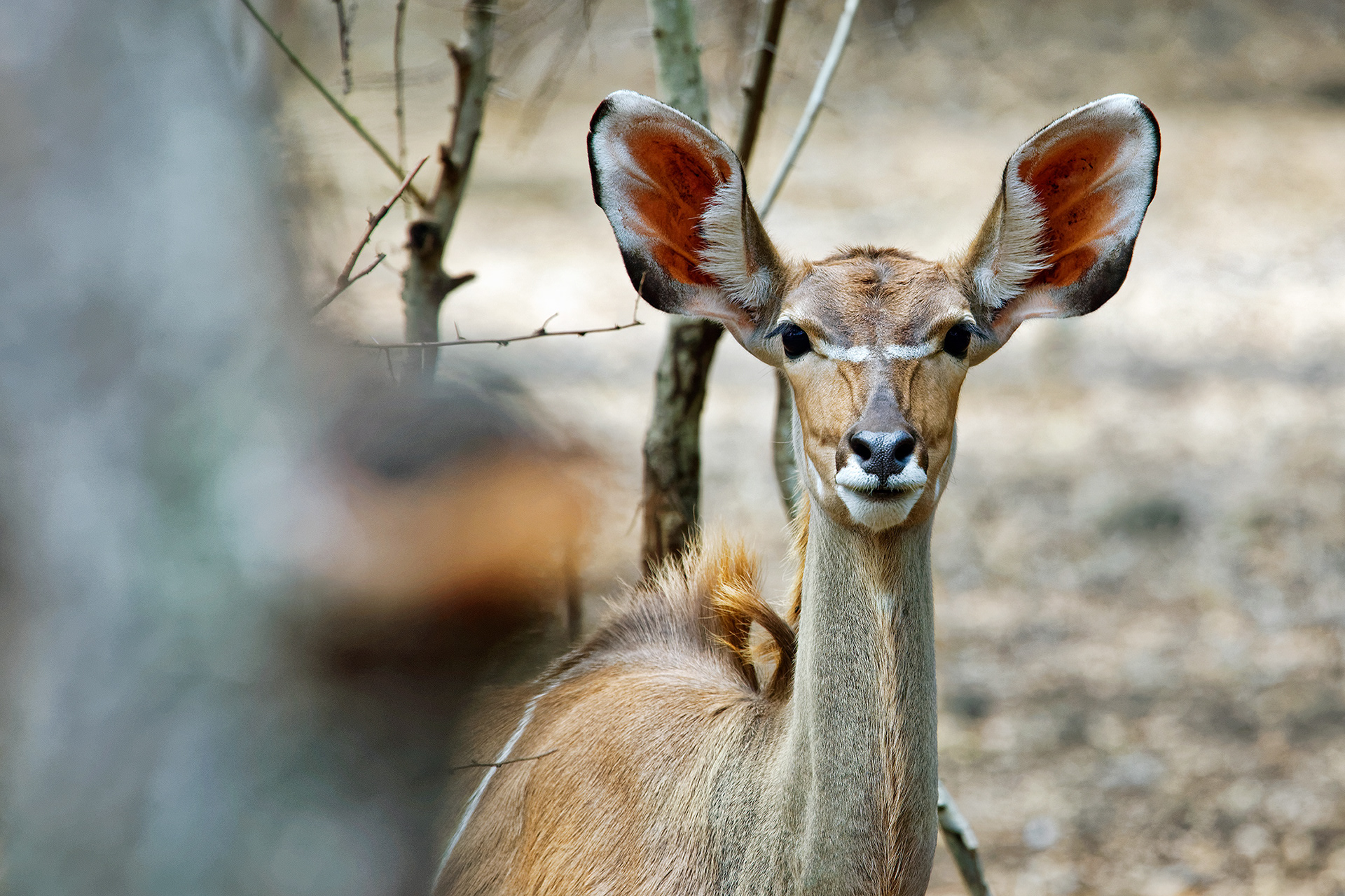 Greater kudu - Tragelaphus strepsiceros
