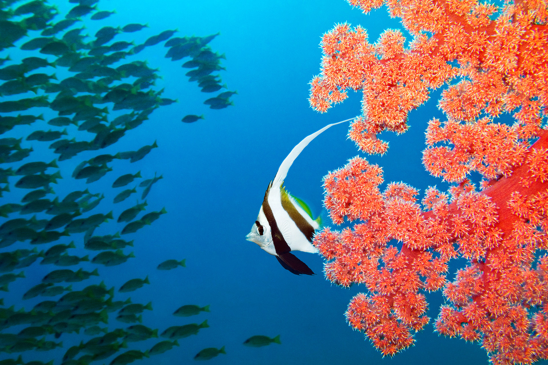 Schooling bannerfish - Heniochus diphreutes