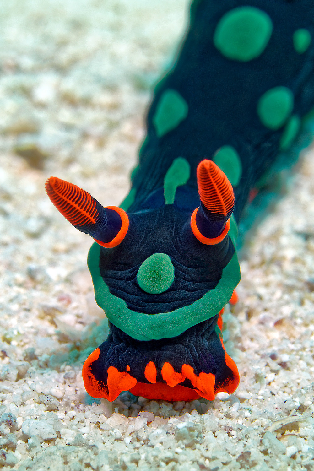 Dusky nembrotha - Nembrotha kubaryana