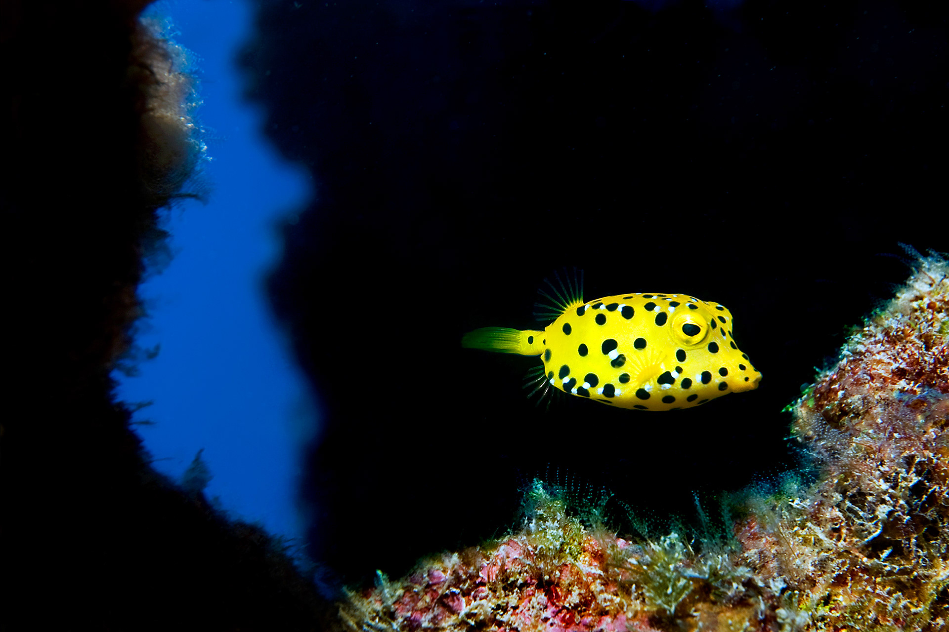 Yellow boxfish (juvenile) - Ostracion cubicus