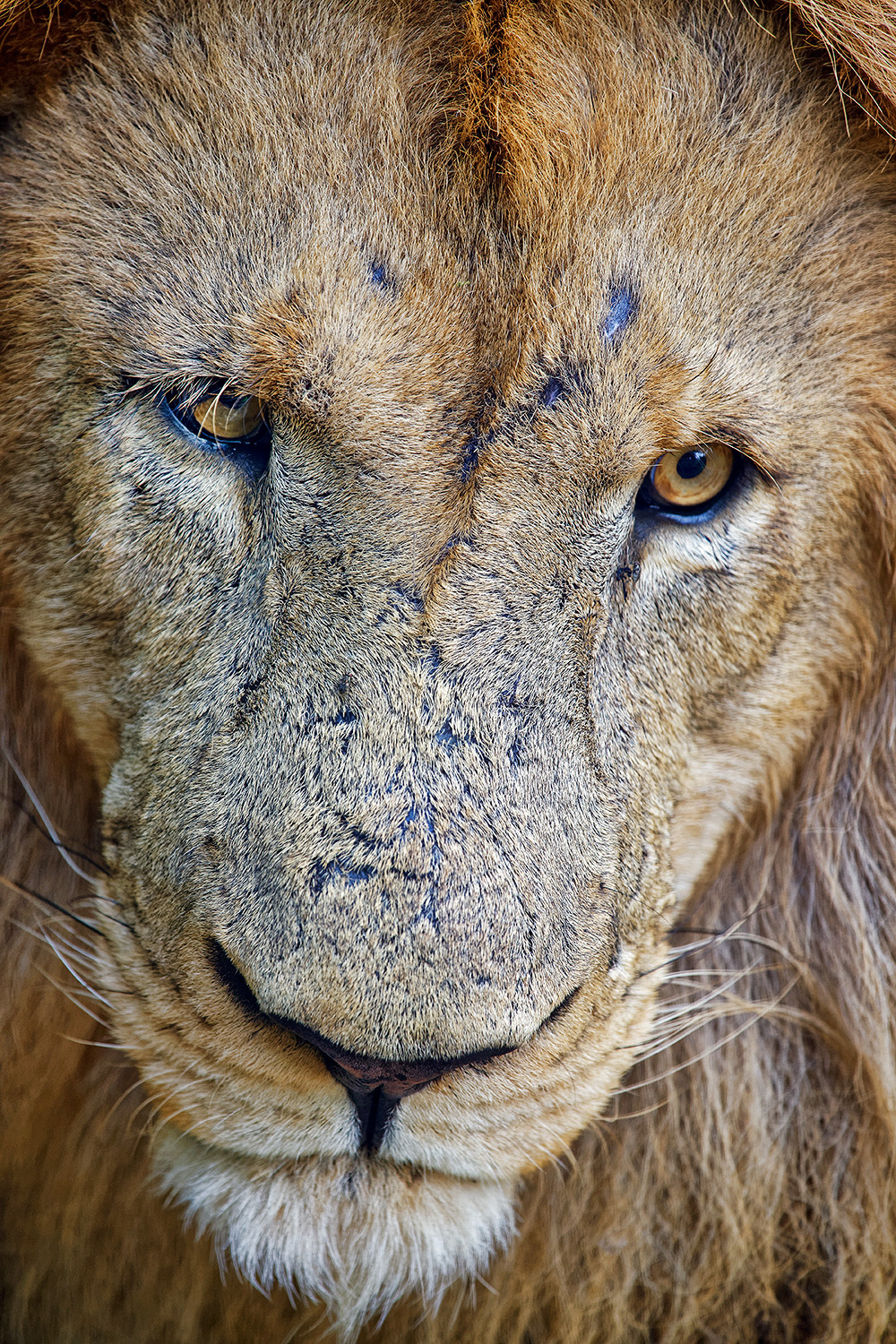 Lion - Panthera leo