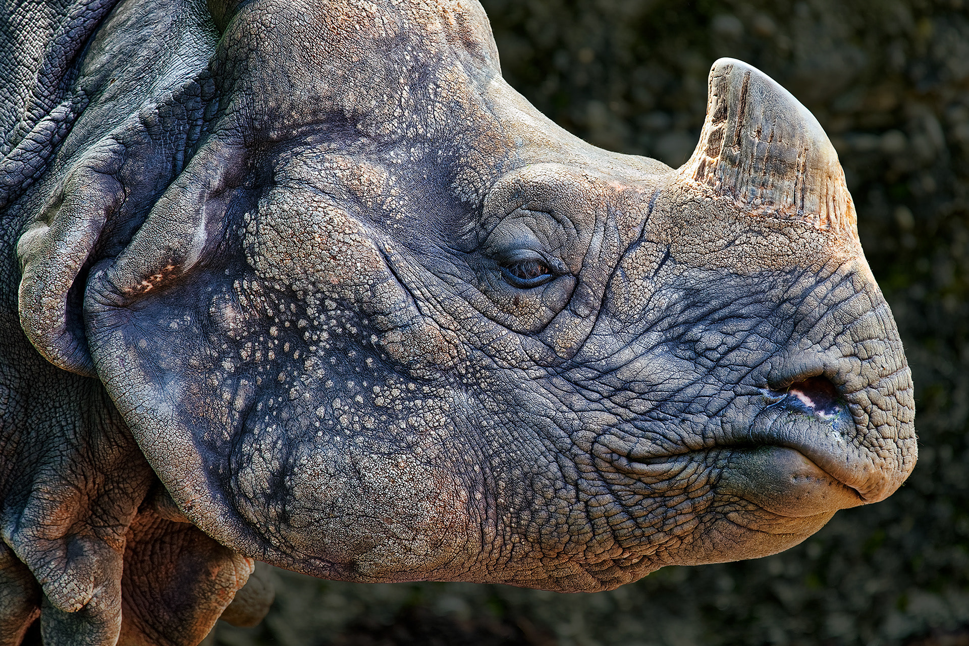 Great indian rhinoceros - Rhinoceros unicornis