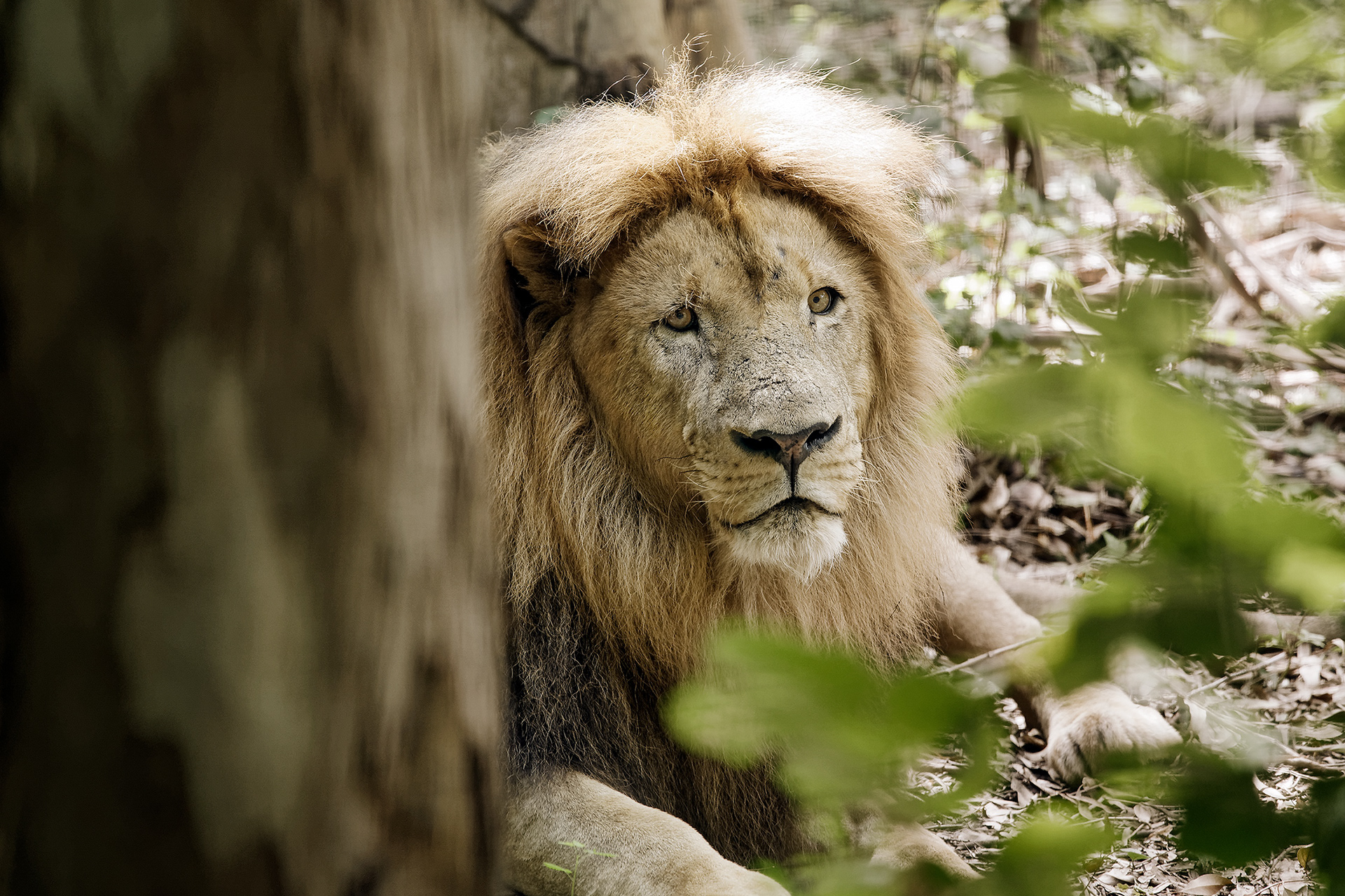 Lion - Panthera leo