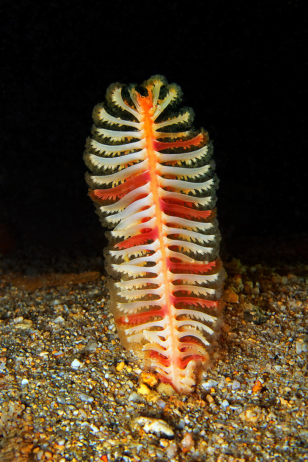Short-quill sea pen - Virgularia sp.