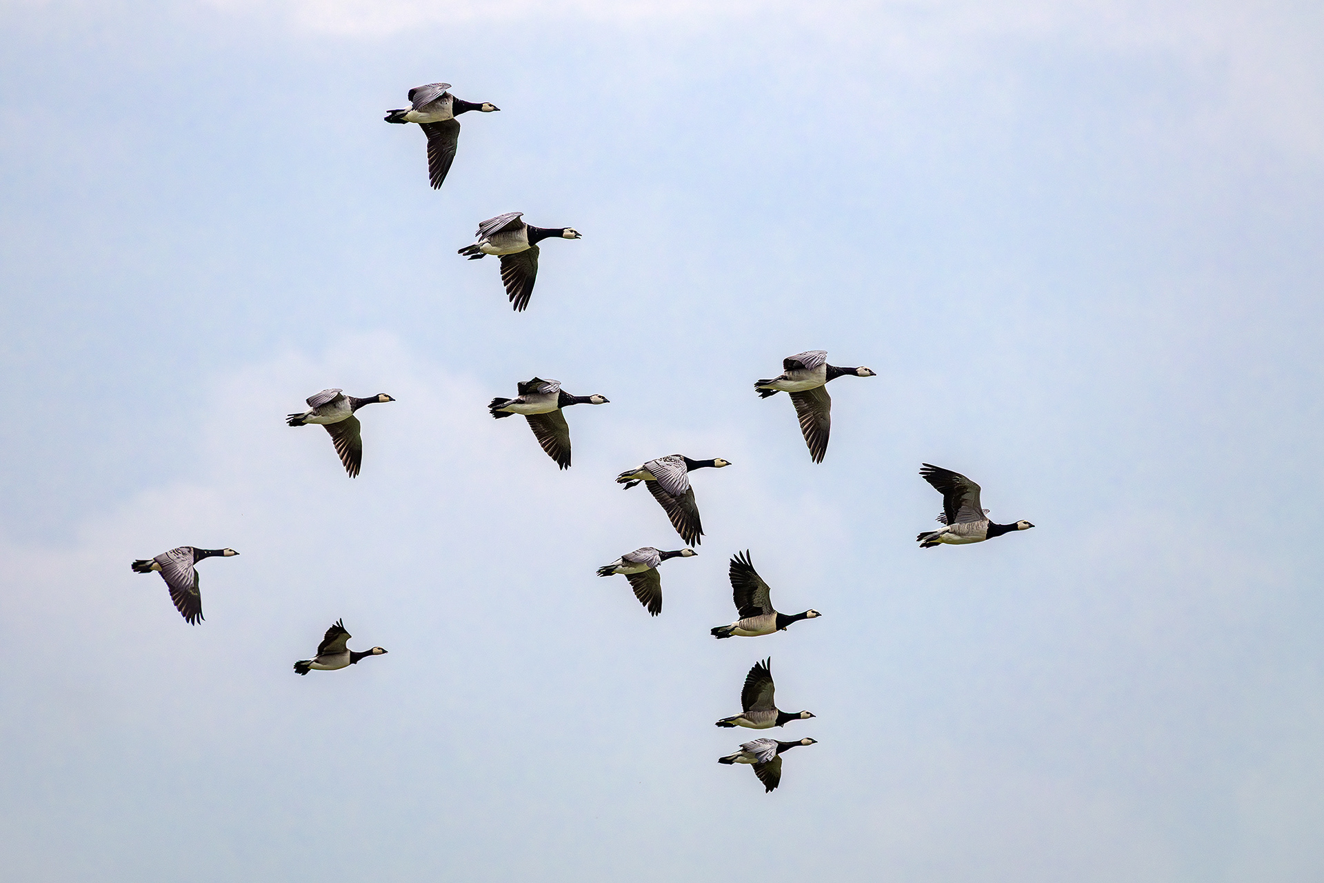 Barnacle goose - Branta leucopsis