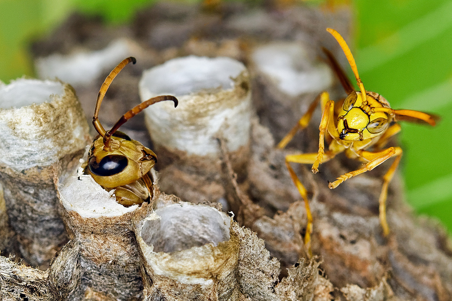 Indian paper wasp - Polistes hebraeus