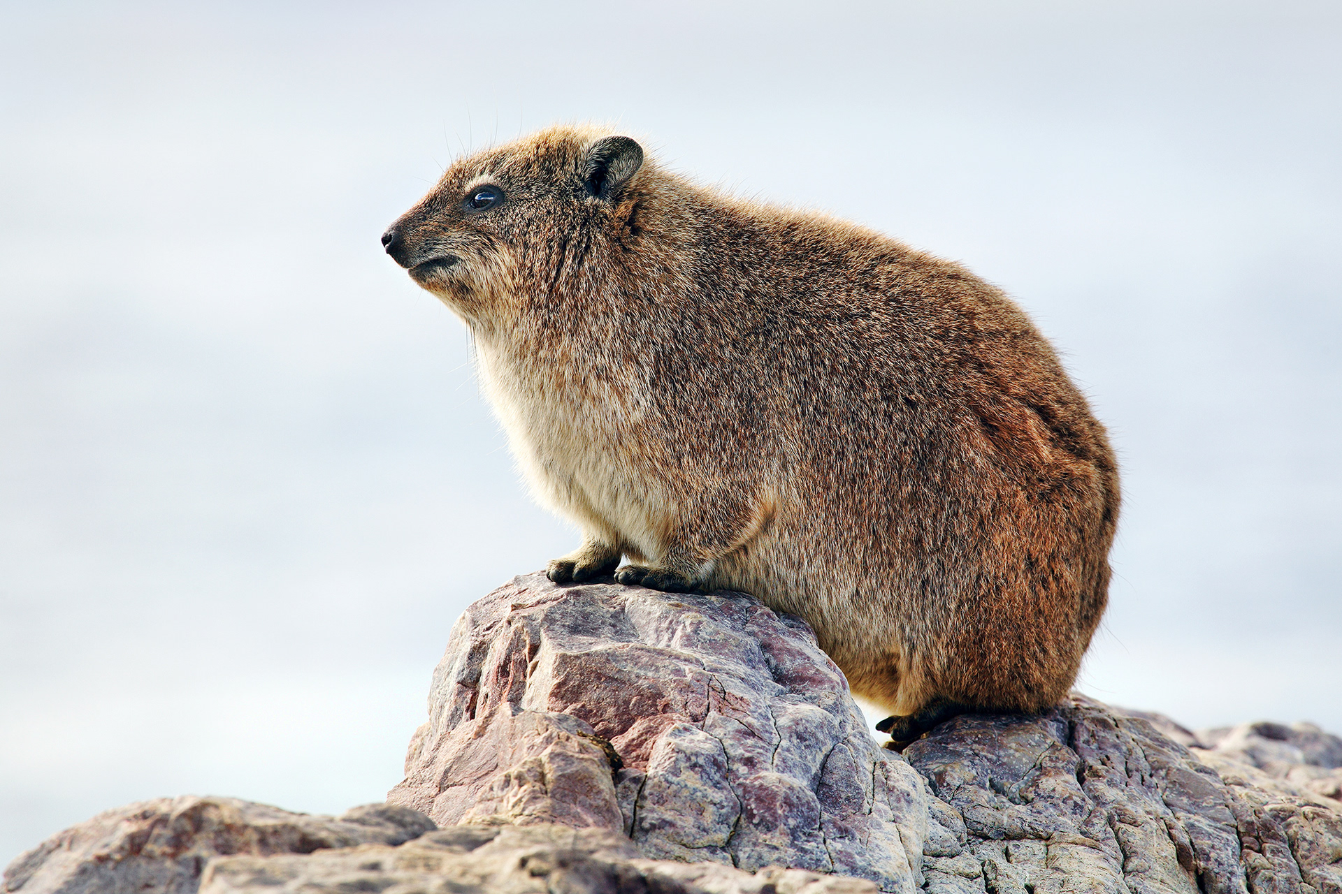 Rock hyrax - Procavia capensis