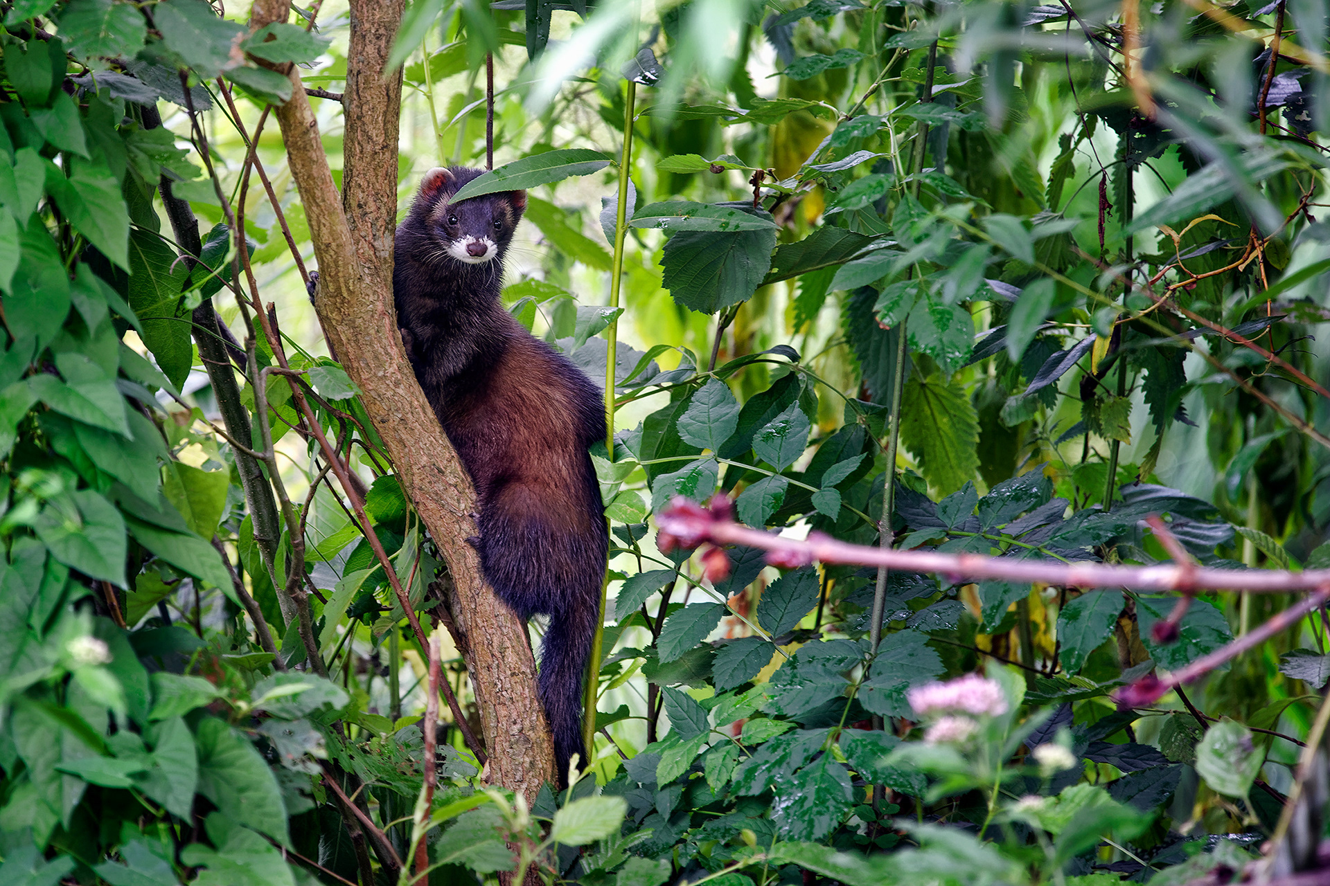 European polecat - Mustela putorius