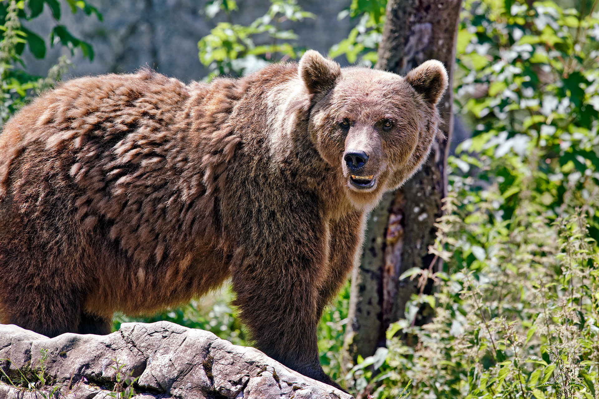 Brown bear - Ursus arctos