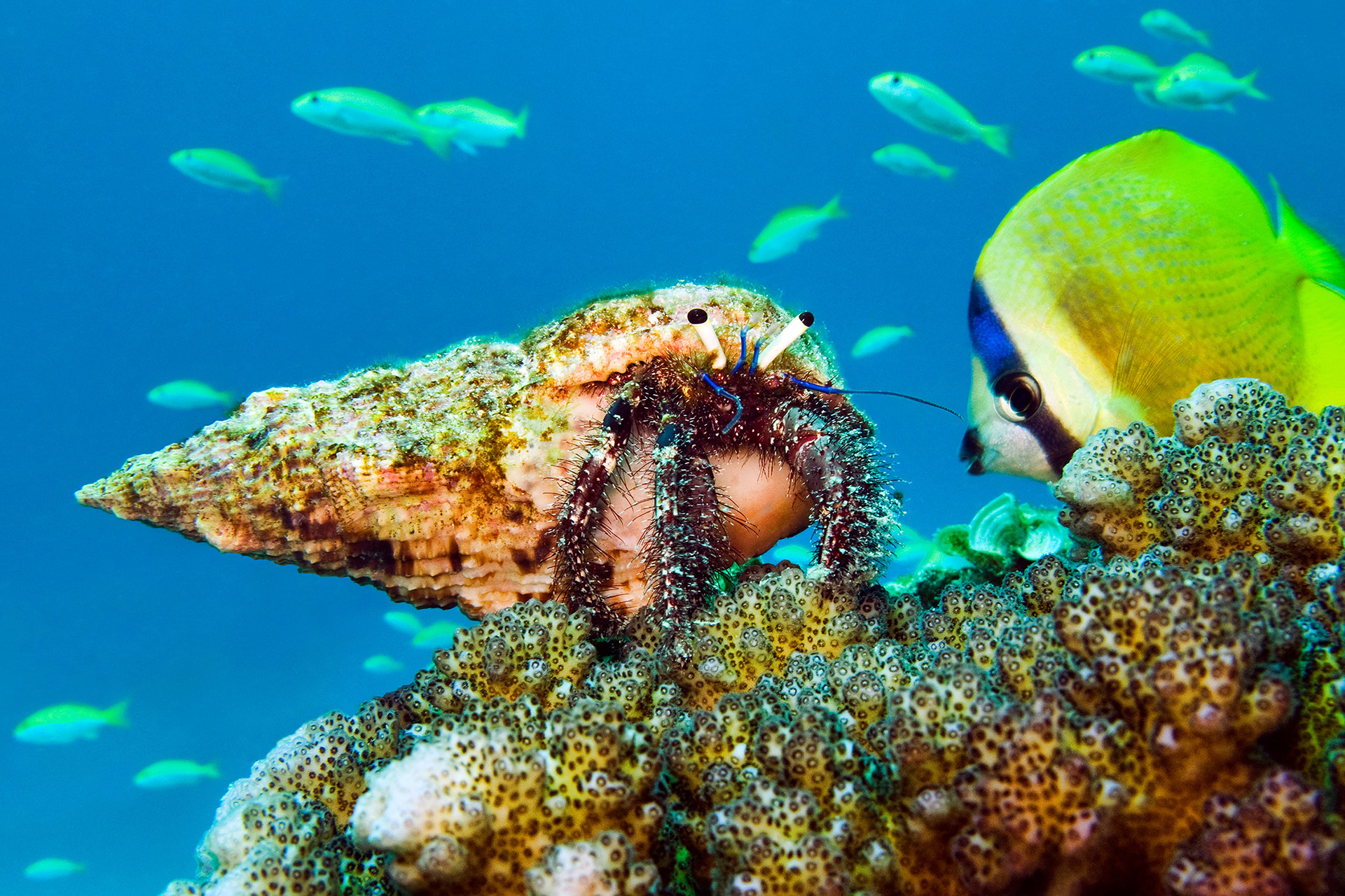 Hermit crab - Dardanus sp