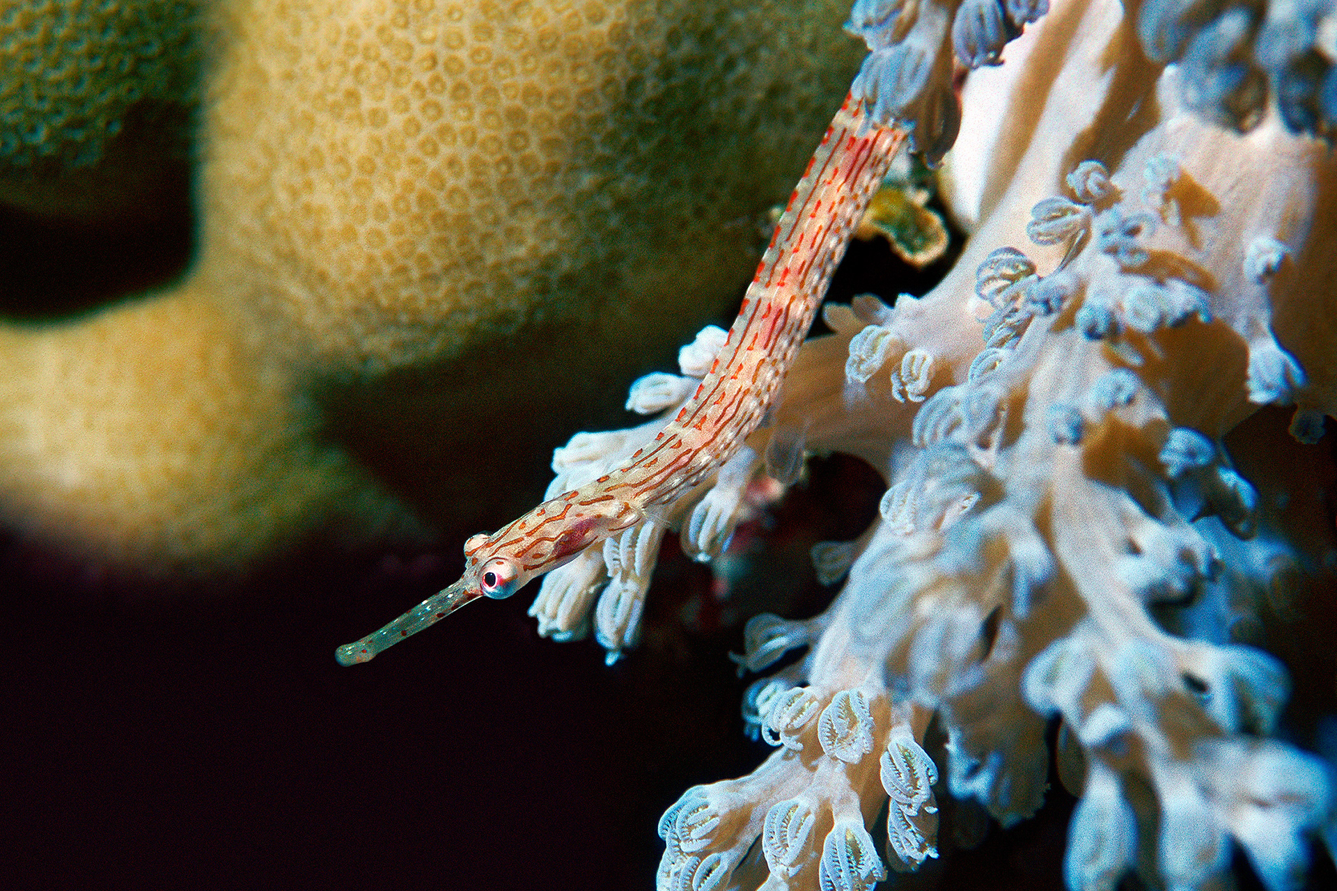 Pipefish - Corythoichthys sp.