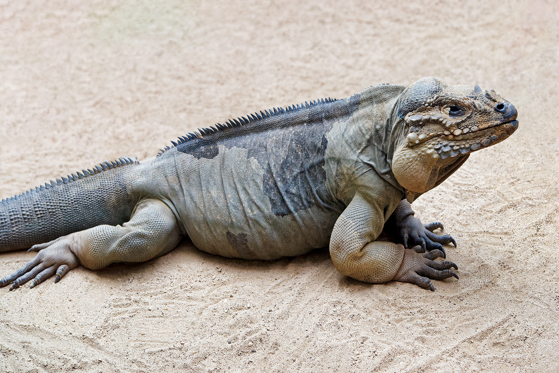 Rhinoceros iguana - Cyclura cornuta