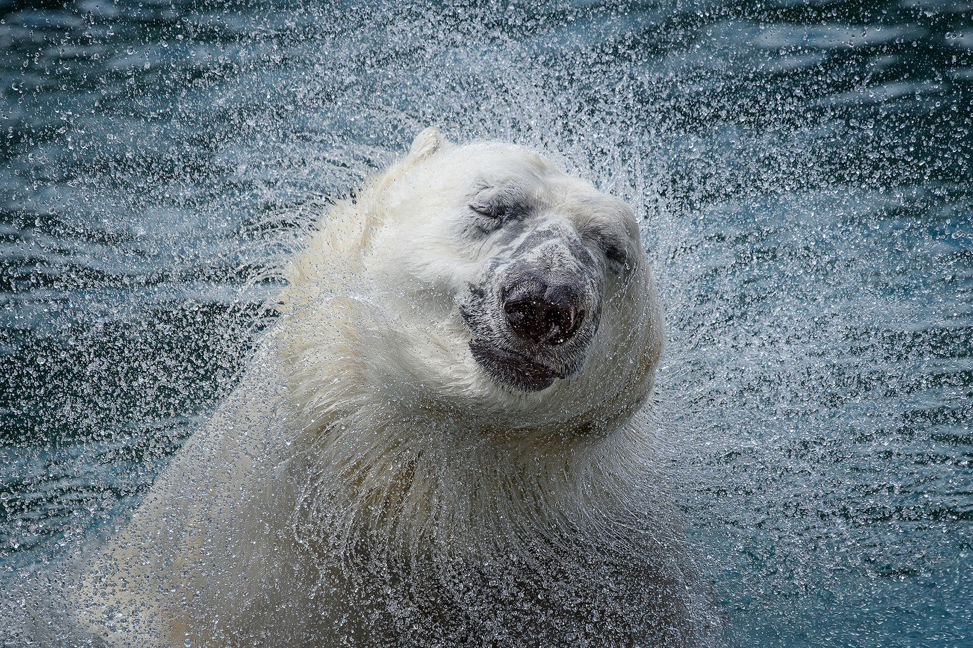Polar bear - Ursus maritimus