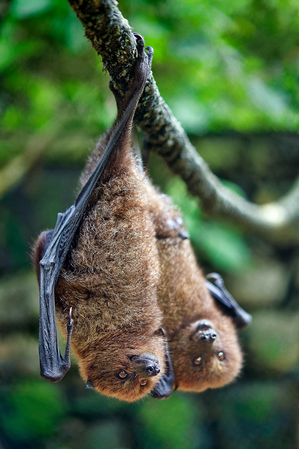 Rodrigues fruit bat - Pteropus rodricensis