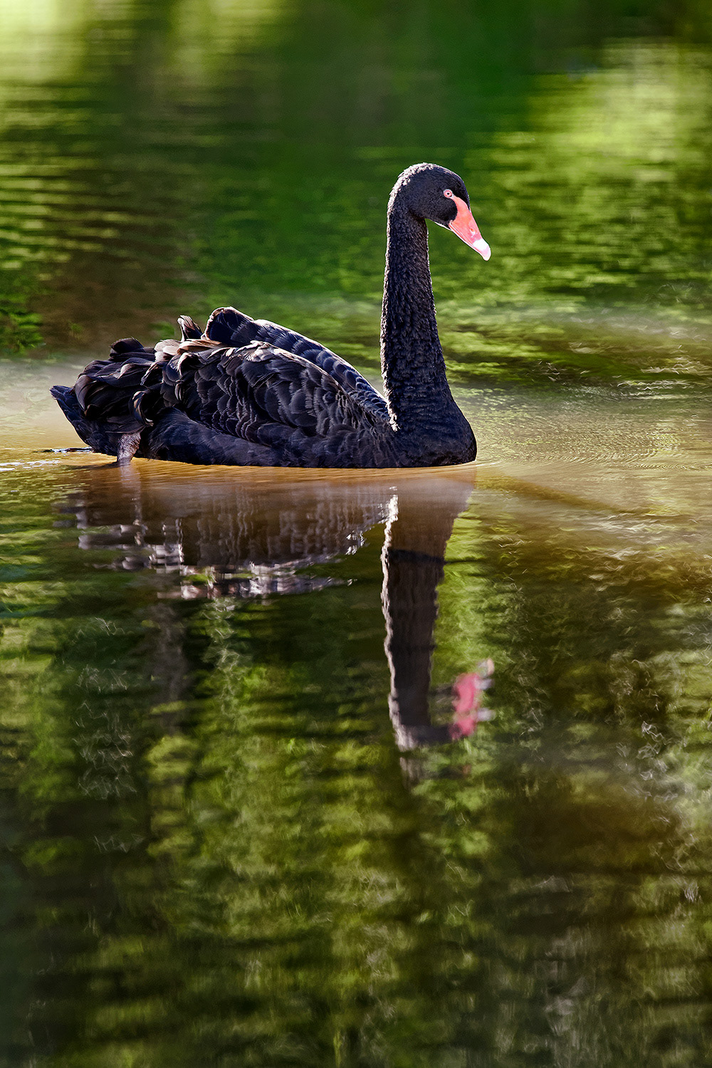 Black swan - Cygnus atratus