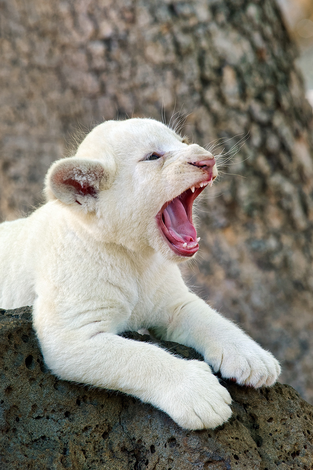 White lion cub - Panthera leo
