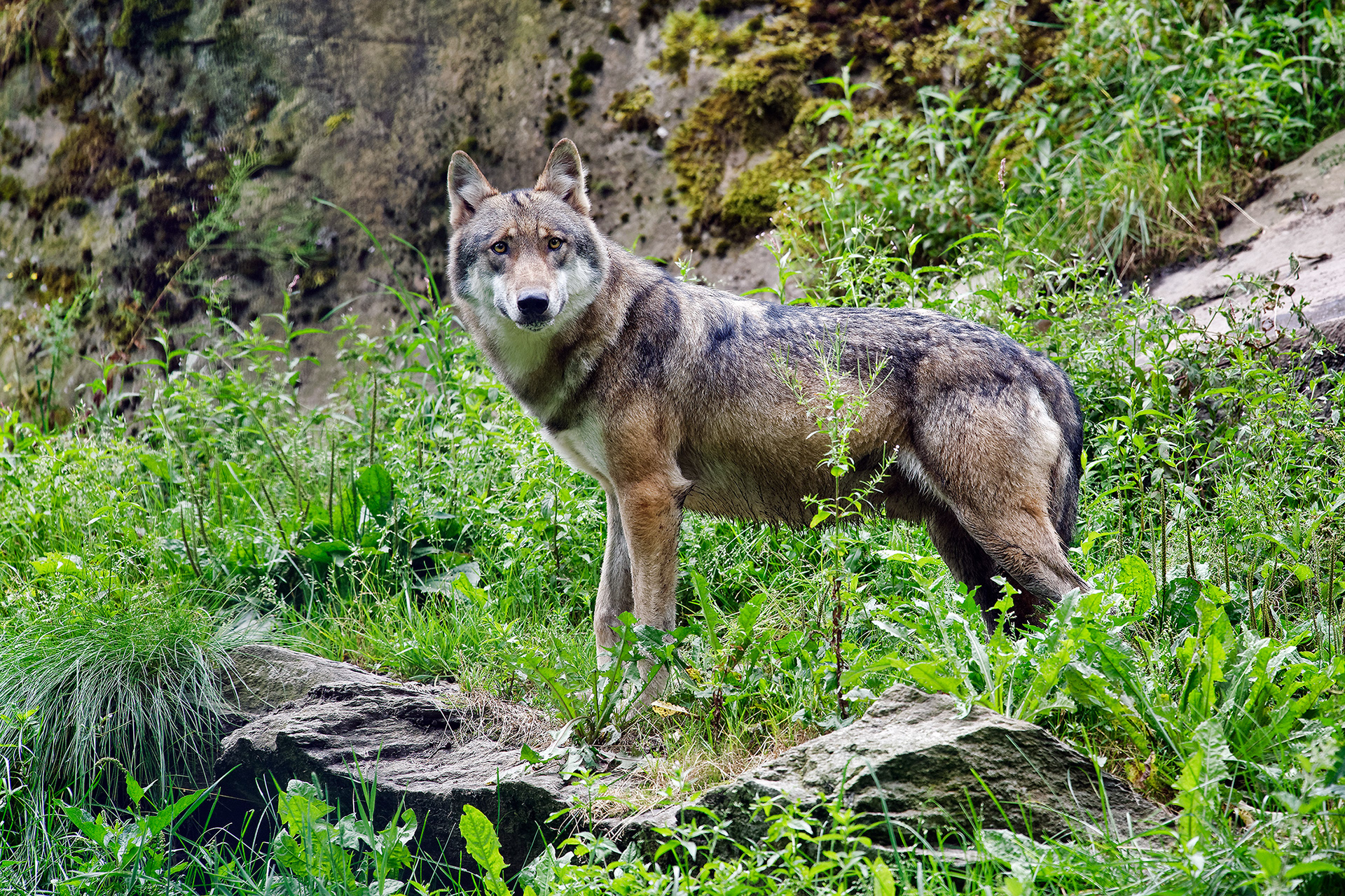 Gray Wolf - Canis Lupus