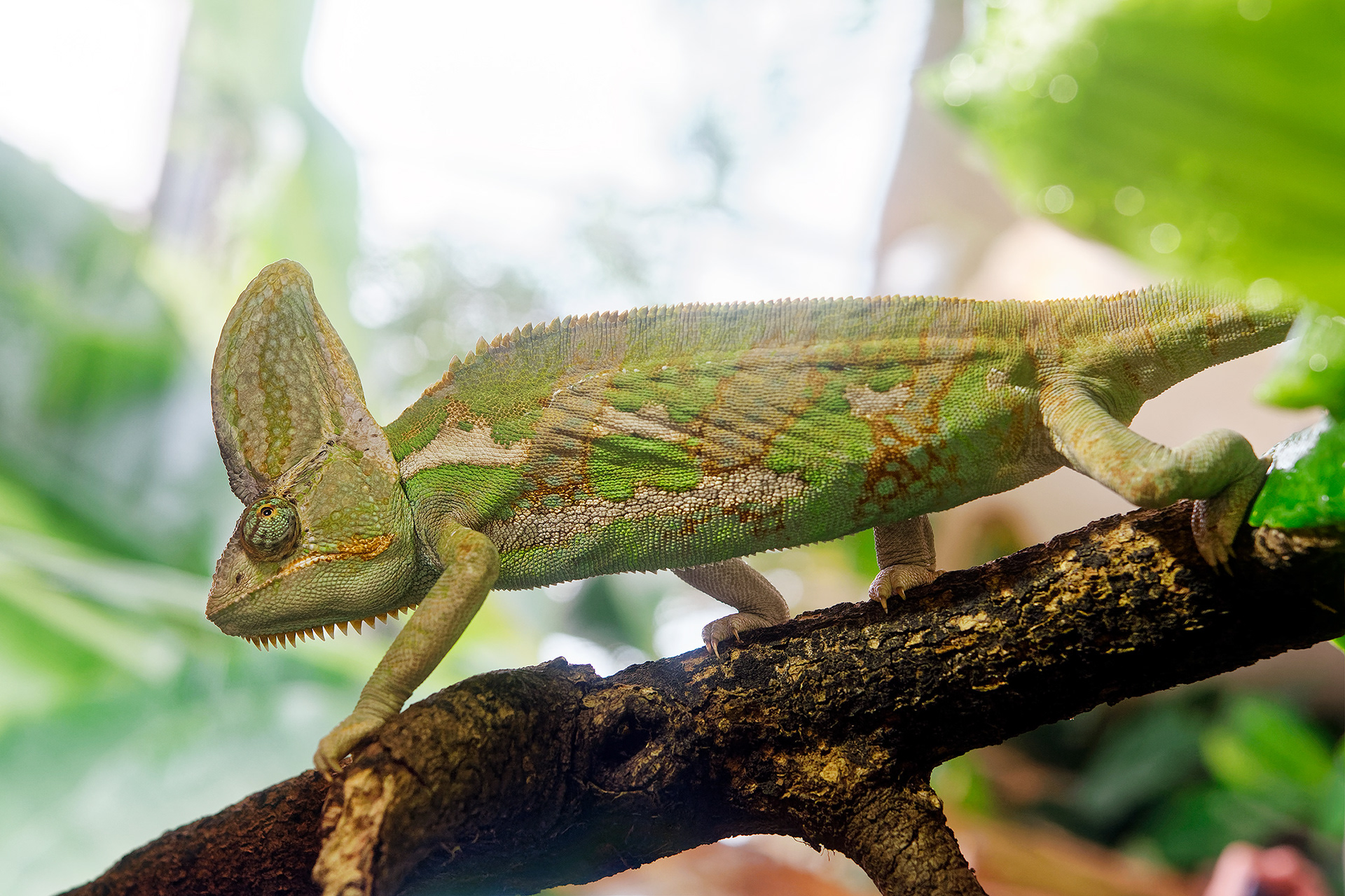 Veiled chameleon - Chamaeleo calyptratus