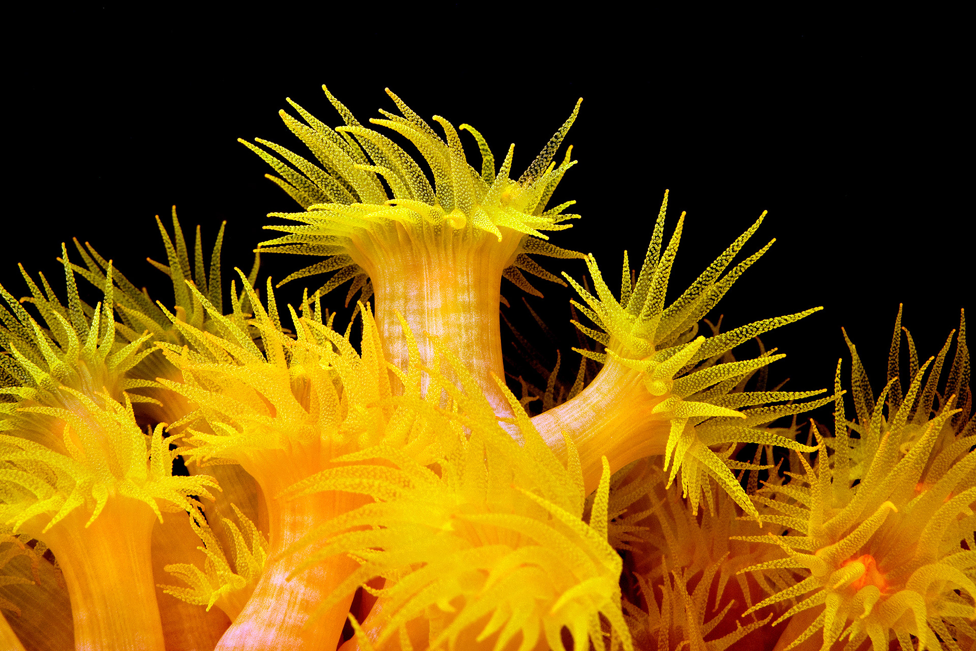 Cup coral polyps - Tubastraea sp.