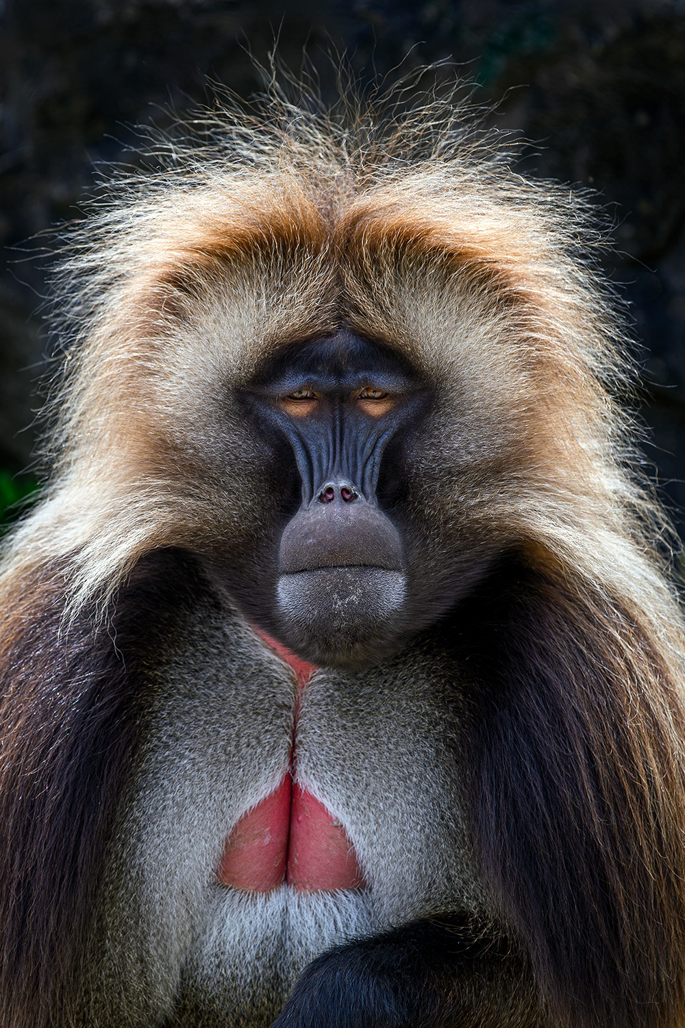 Gelada monkey - Theropithecus gelada