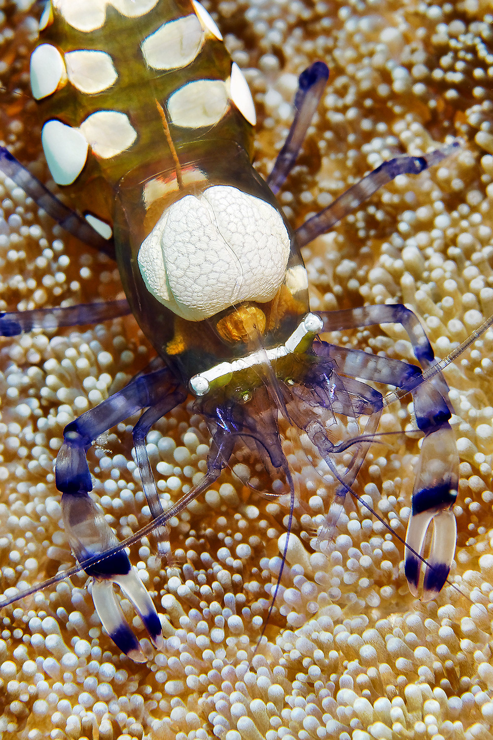 Glass Anemone Shrimp - Periclimenes brevicarpalis