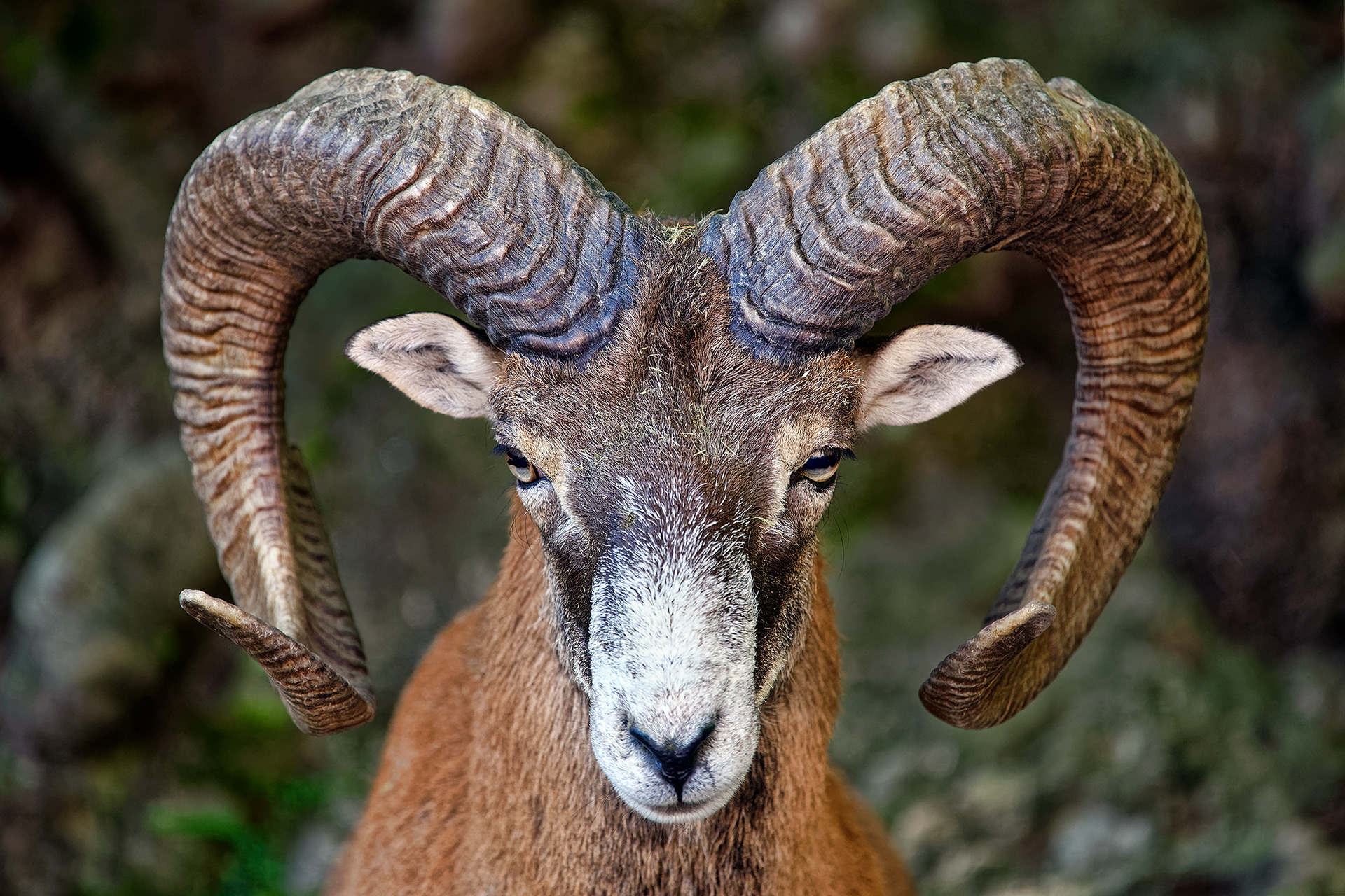European mouflon (male) - Ovis orientalis musimon