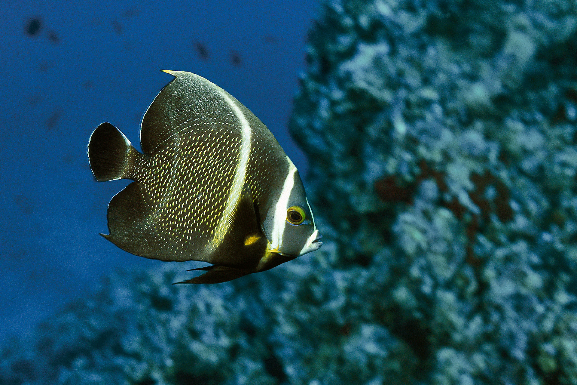 French angelfish (juvenile) -  Pomacanthus paru