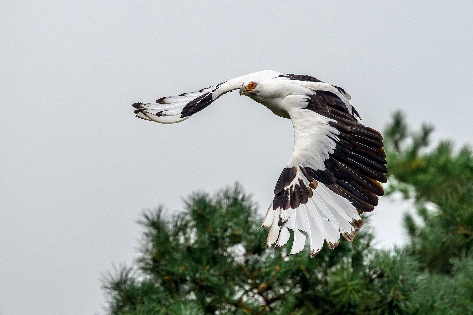 African palm-nut vulture - Gypohierax angolensis