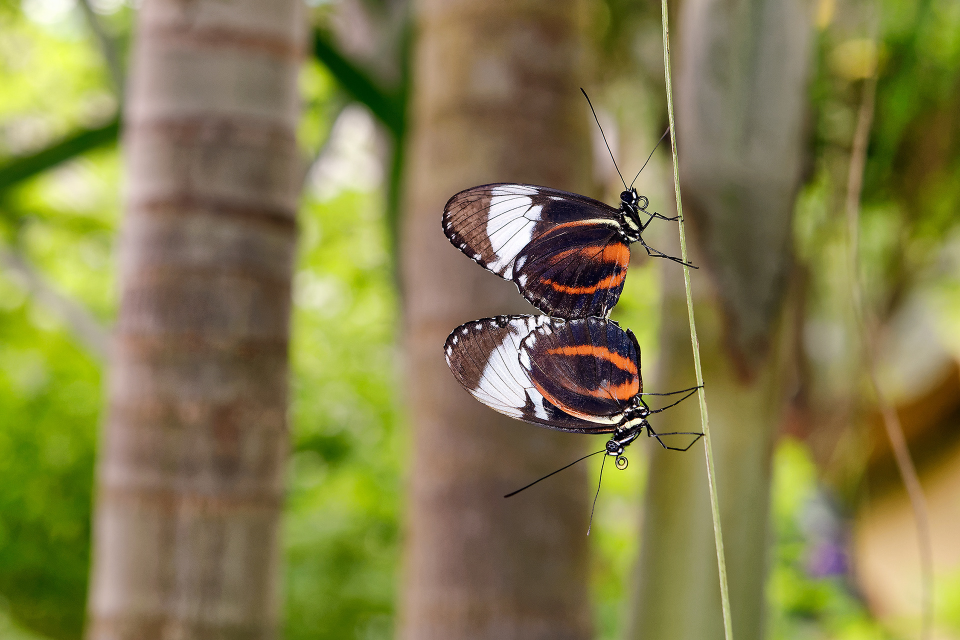 Tiger longwing butterfly - Heliconius hecale