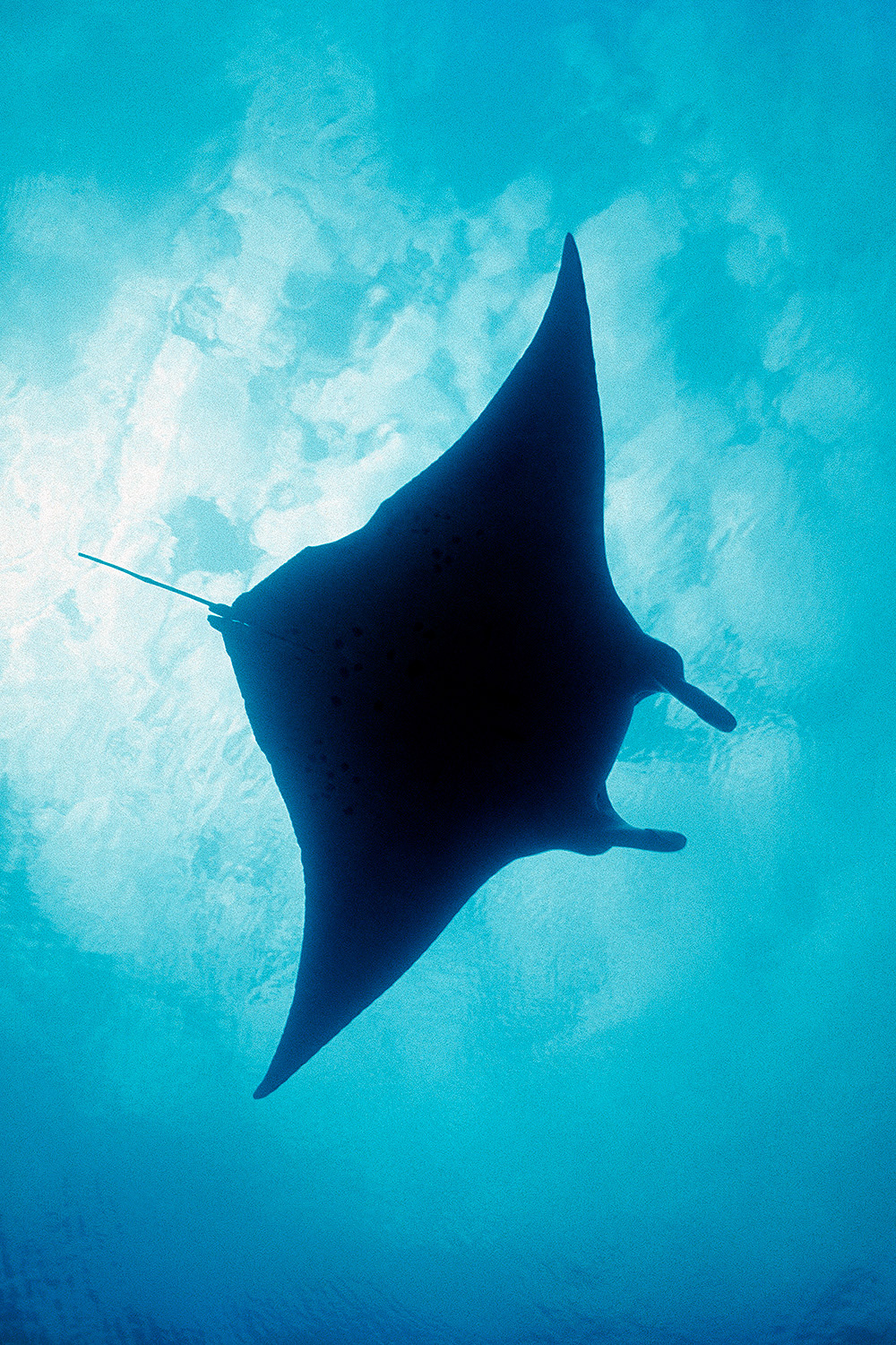 Manta ray - Manta birostris