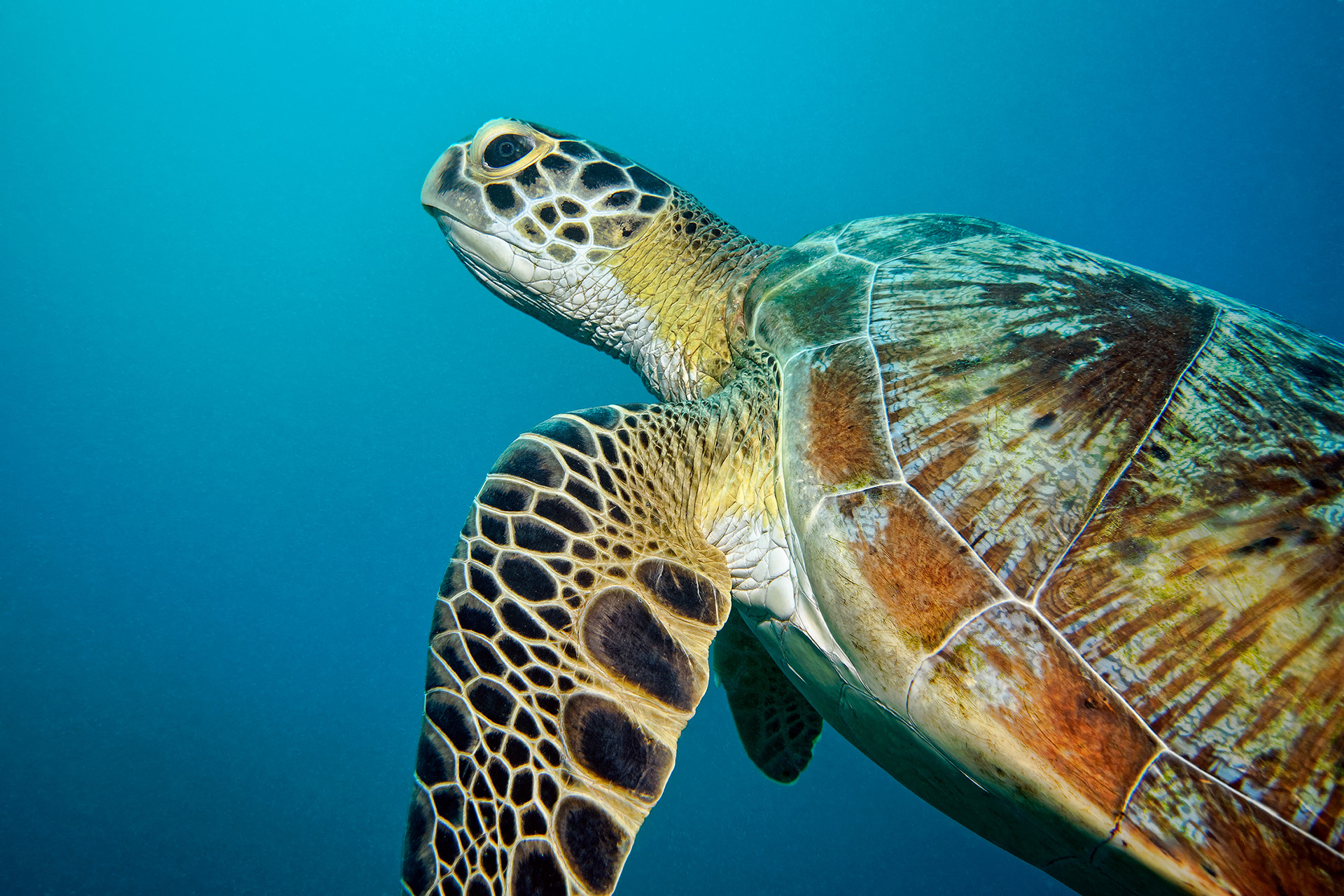 Green turtle - Chelonia mydas