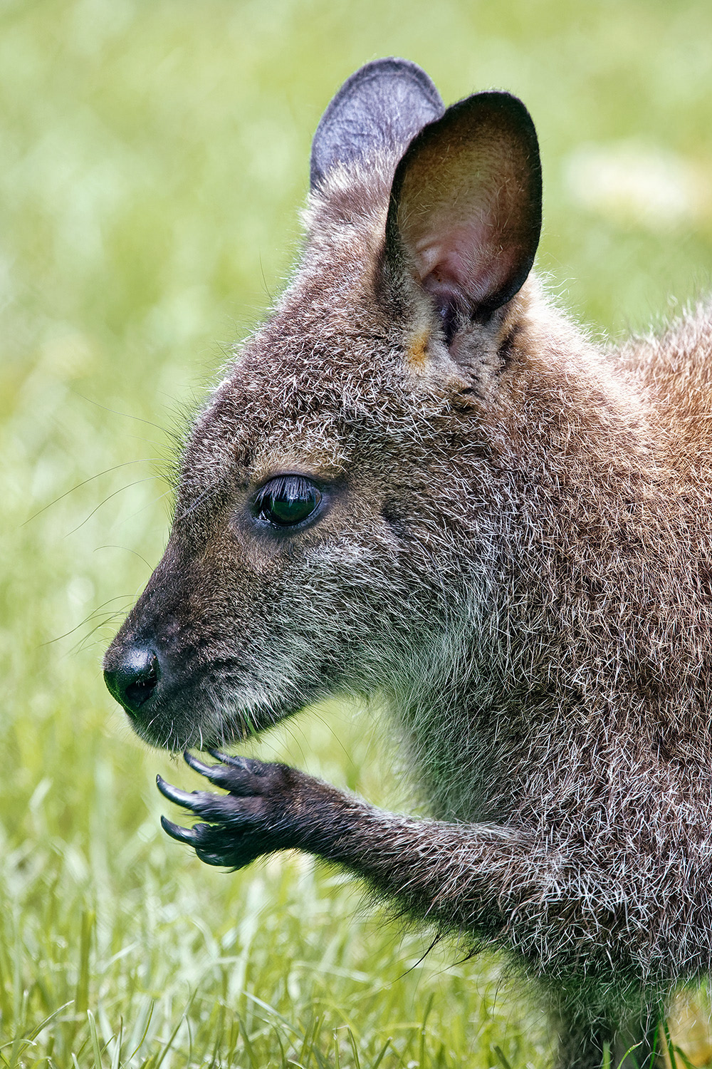 Red-necked Wallaby - Macropus rufogriseus