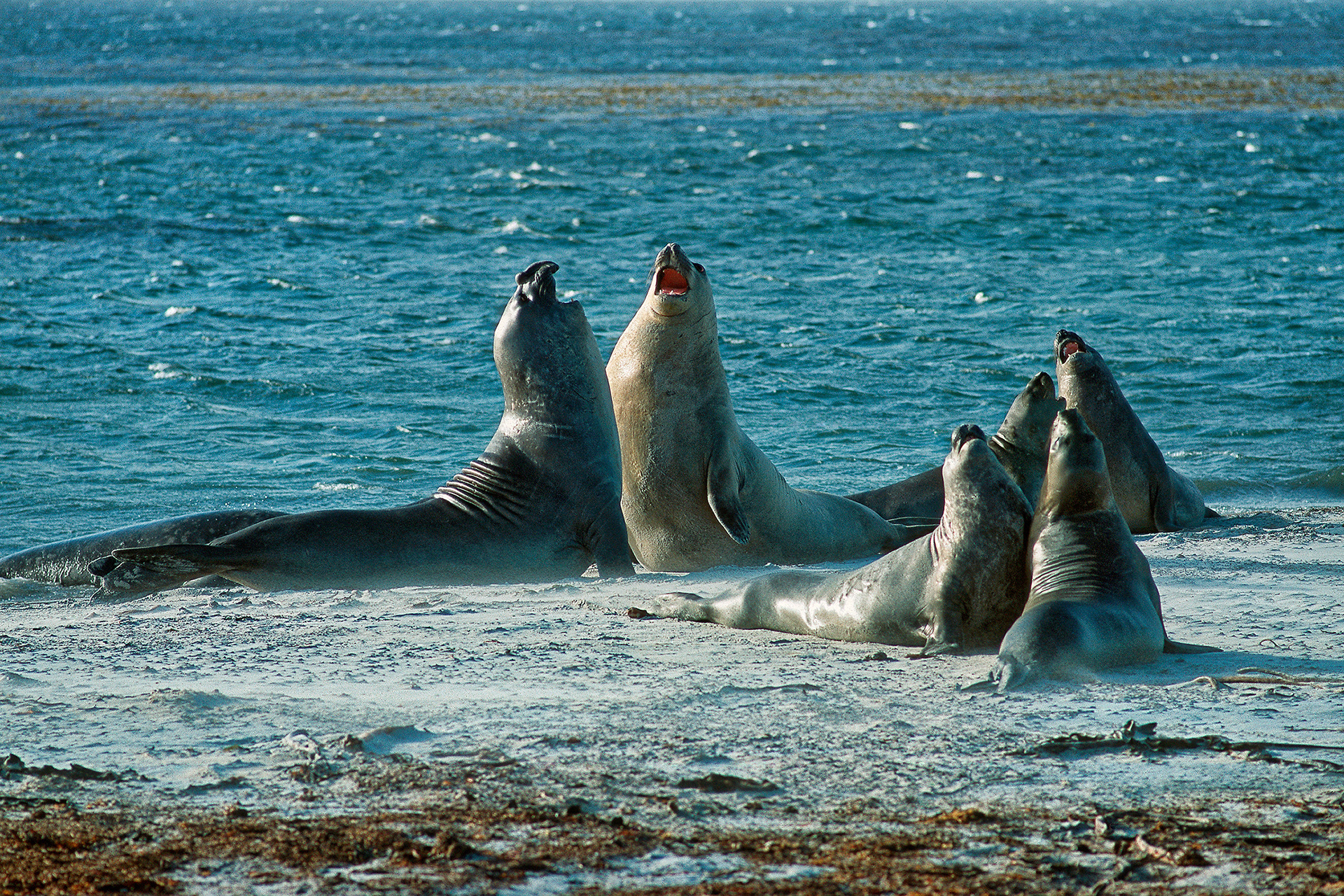 Southern Elephant seal - Mirounga leonina