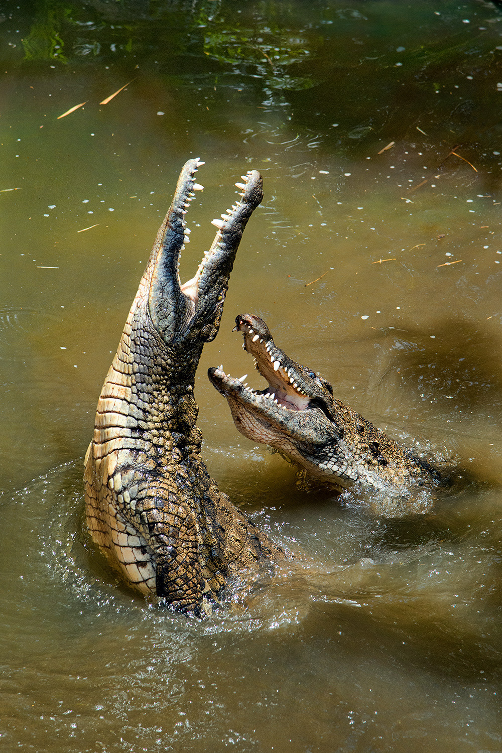 Nile crocodile - Crocodylus niloticus
