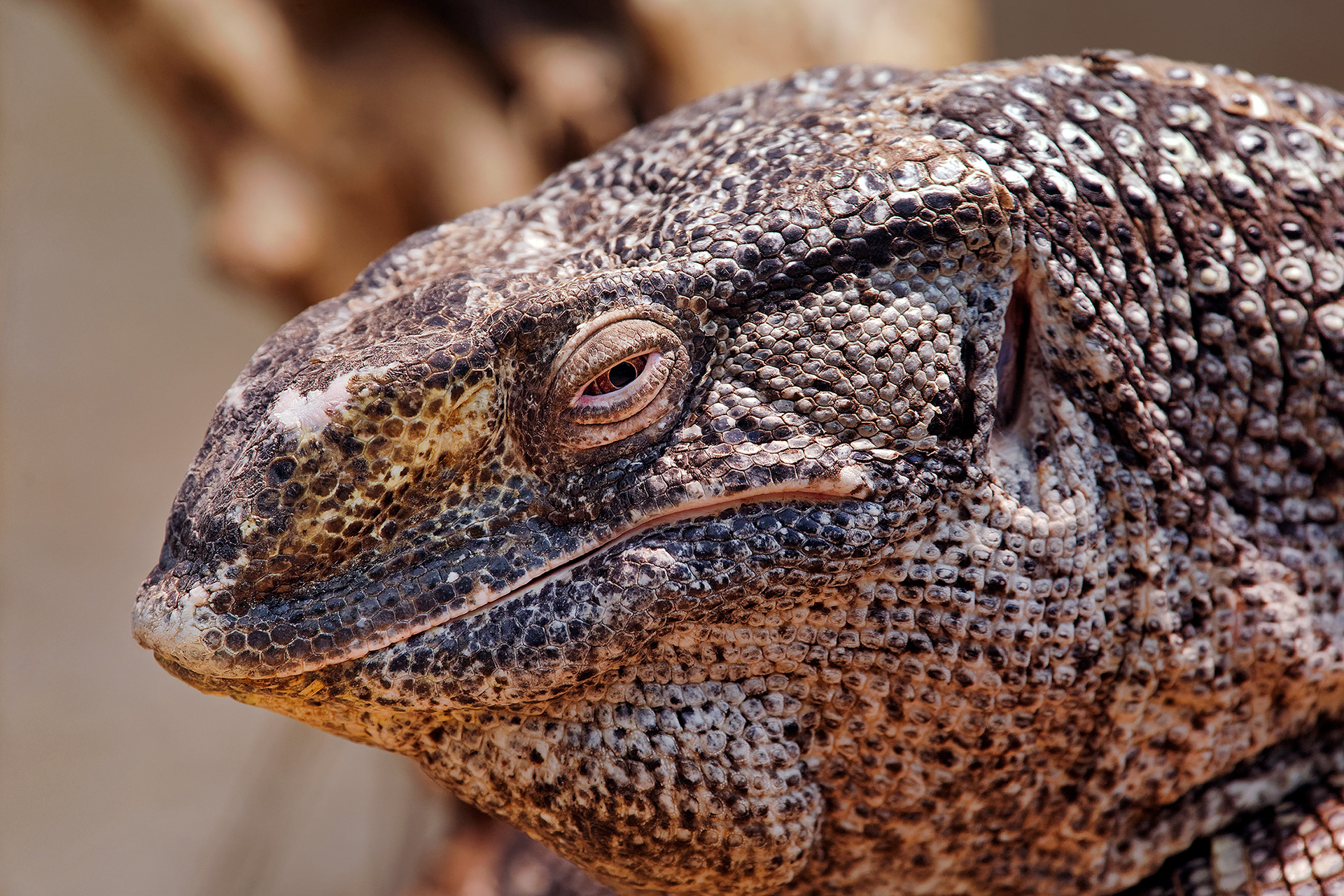 Black-throated monitor - Varanus albigularis microstictus