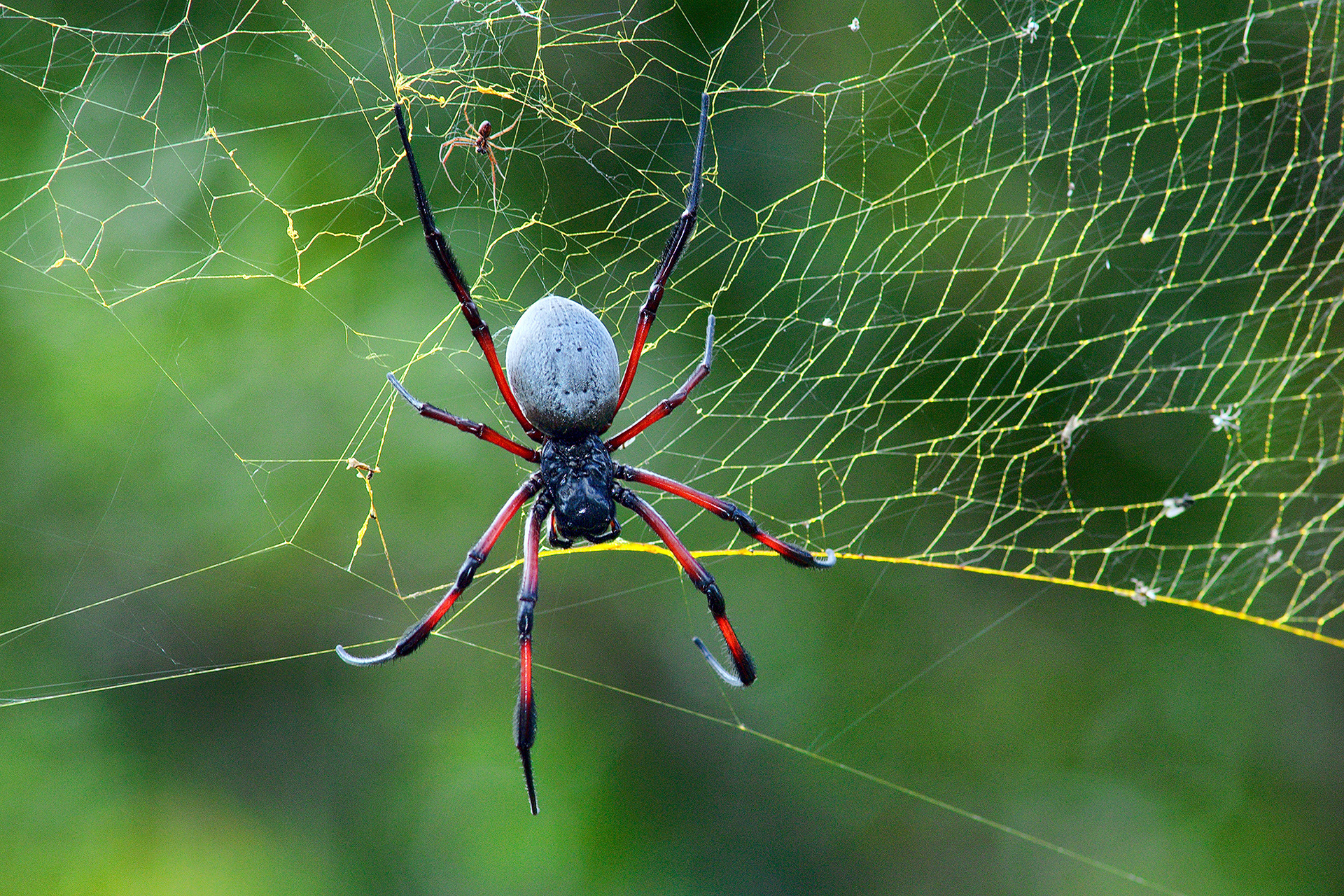 Red-legged golden orb-web spider - Nephila inaurata