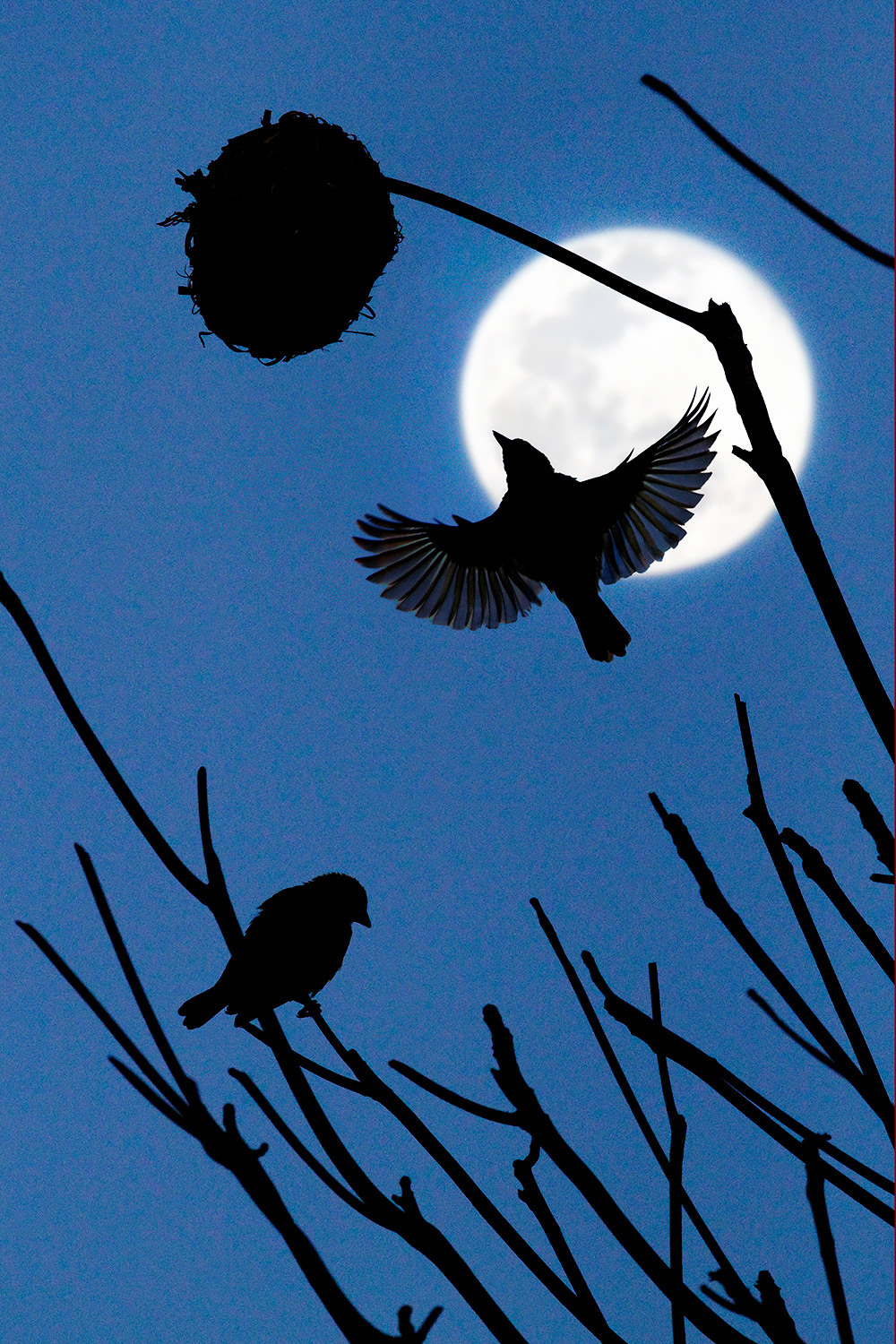 Village weaver - Ploceus cucullatus